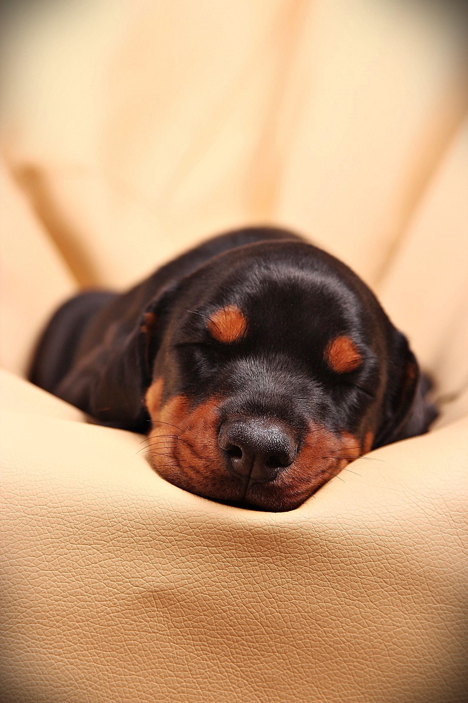 sofa, domestic animals, animal, no people, doberman, puppy, sleep, black, small, focus on foreground, one animal, indoors, mammal, young animal, pets, canine, Phone HD Wallpaper
