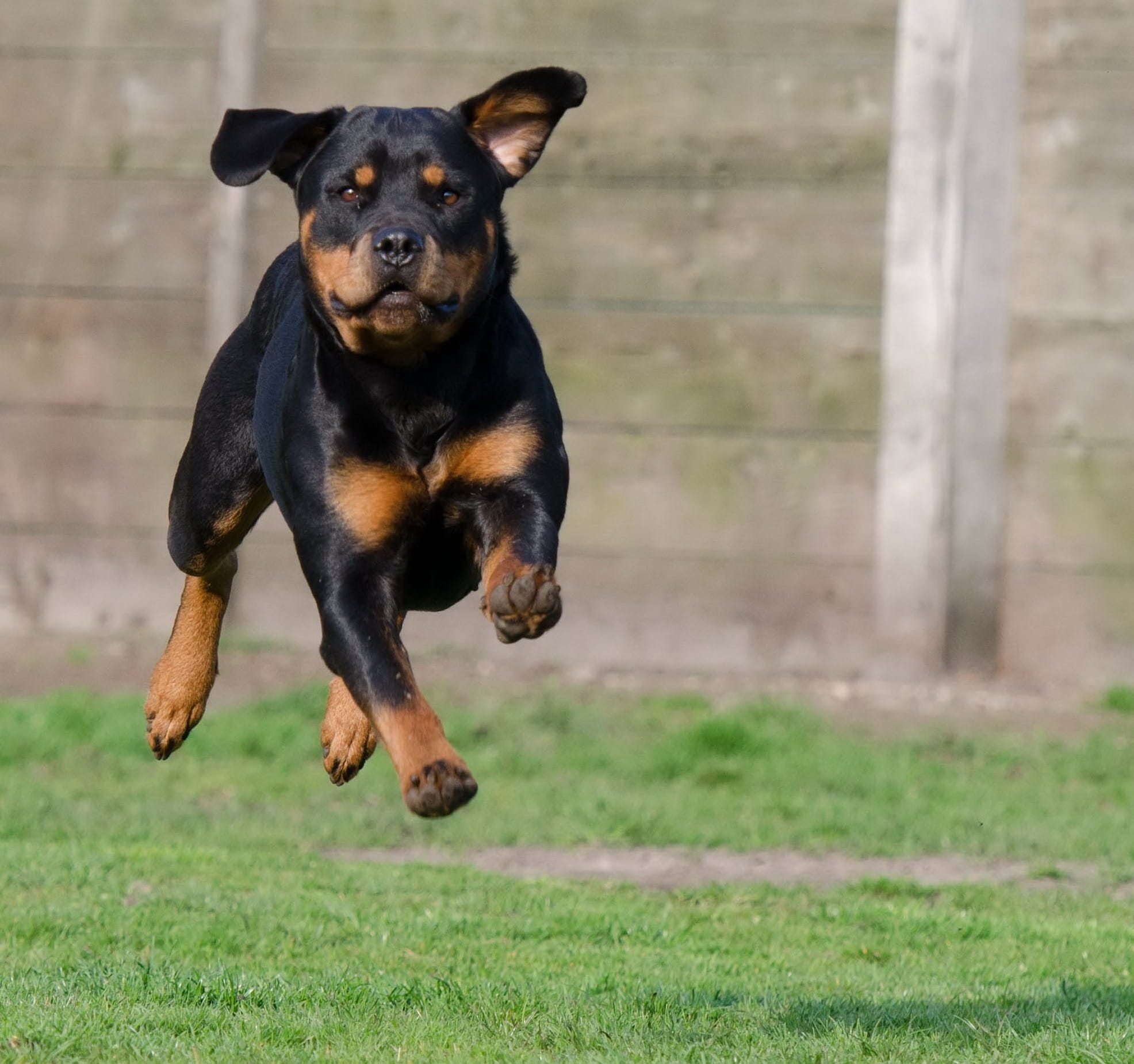 kennels, wall, running, animal, 1080P, running dog, dog pension, dog walkers, domestic, focus on foreground, Mahogany, field, expression, near, animal shelter, HD Wallpaper