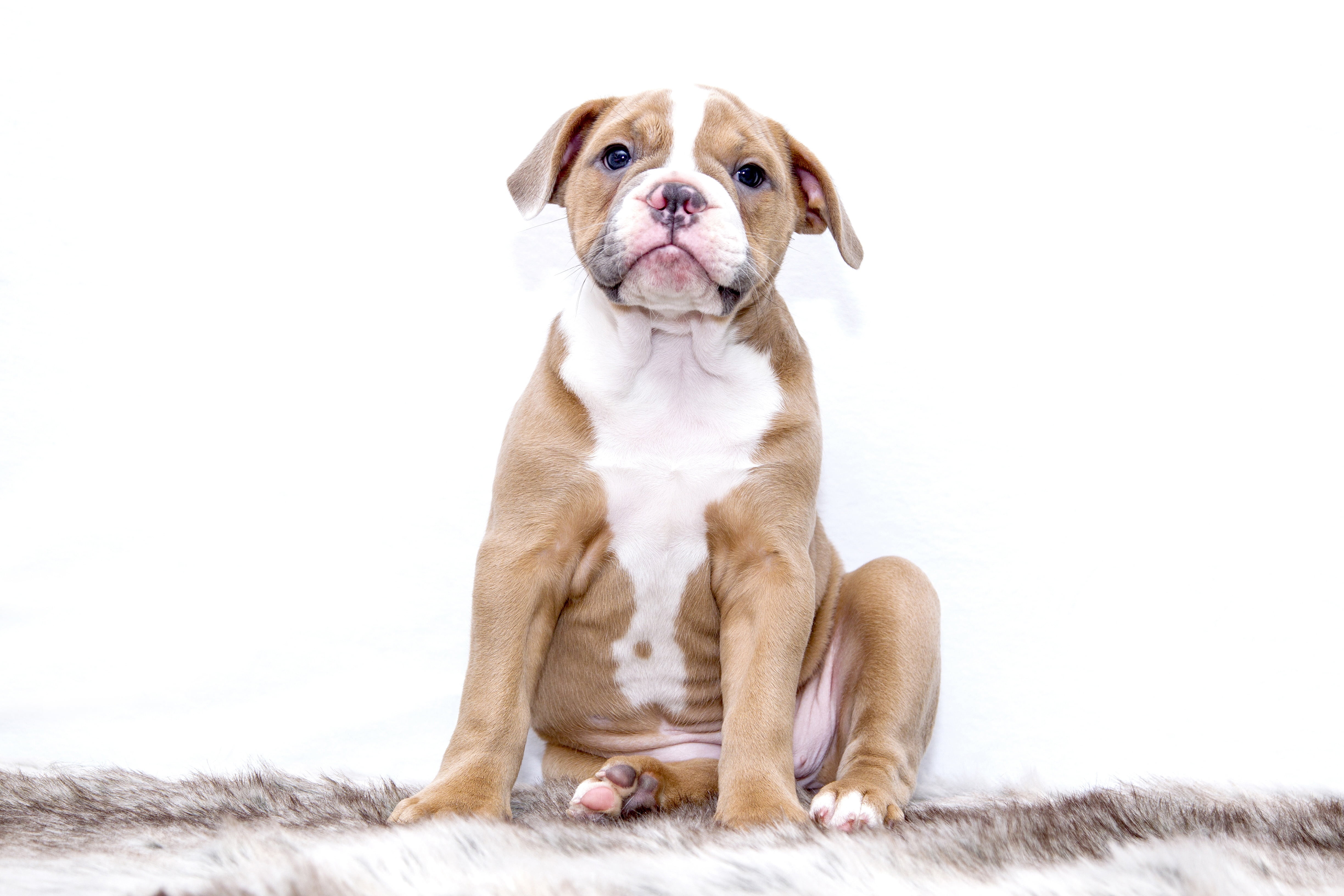 focus, looking, mammal, sitting, purebred Dog, sweet, photography, brown, cute, animal, puppy, portrait, young animal, american, bulldog, dog, pet, pitbull, HD Wallpaper