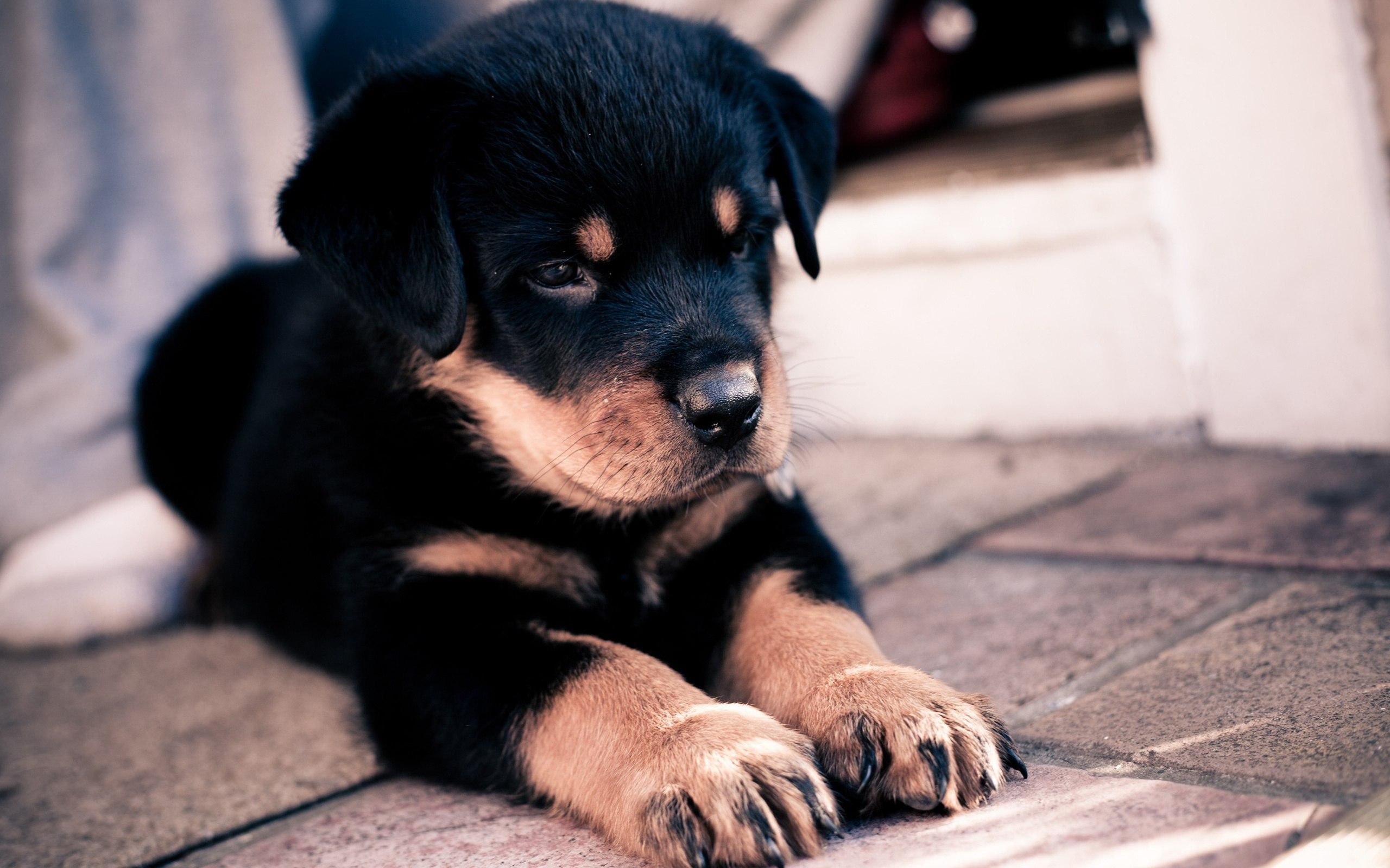puppy, animals, rottweiler, adorable, 2K, cute, HD Wallpaper