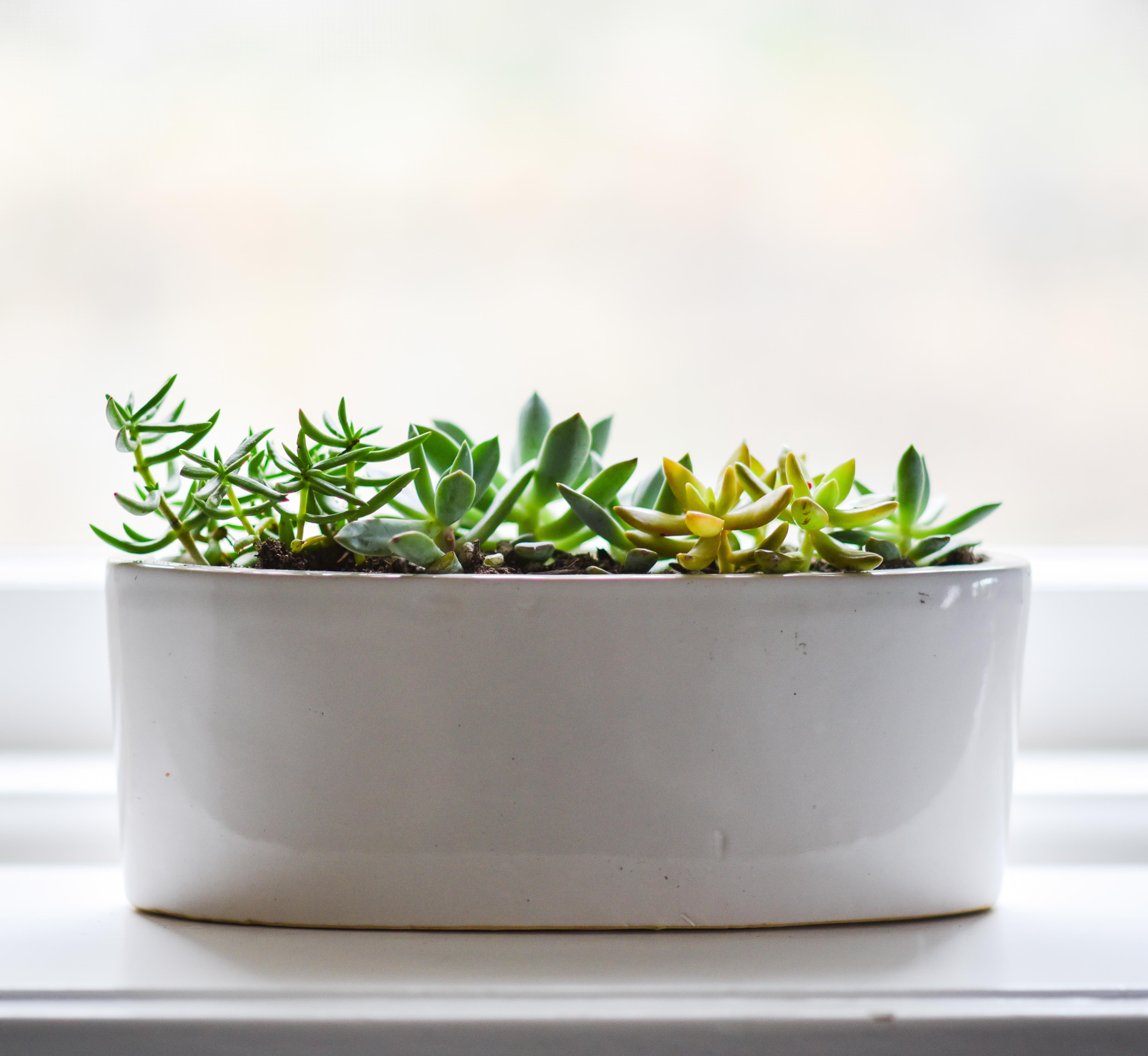 food and drink, herb, wellbeing, leaf, copy space, ceramic, potted plant, green color, white, healthy eating, nature, green, focus on foreground, rosemary, HD Wallpaper