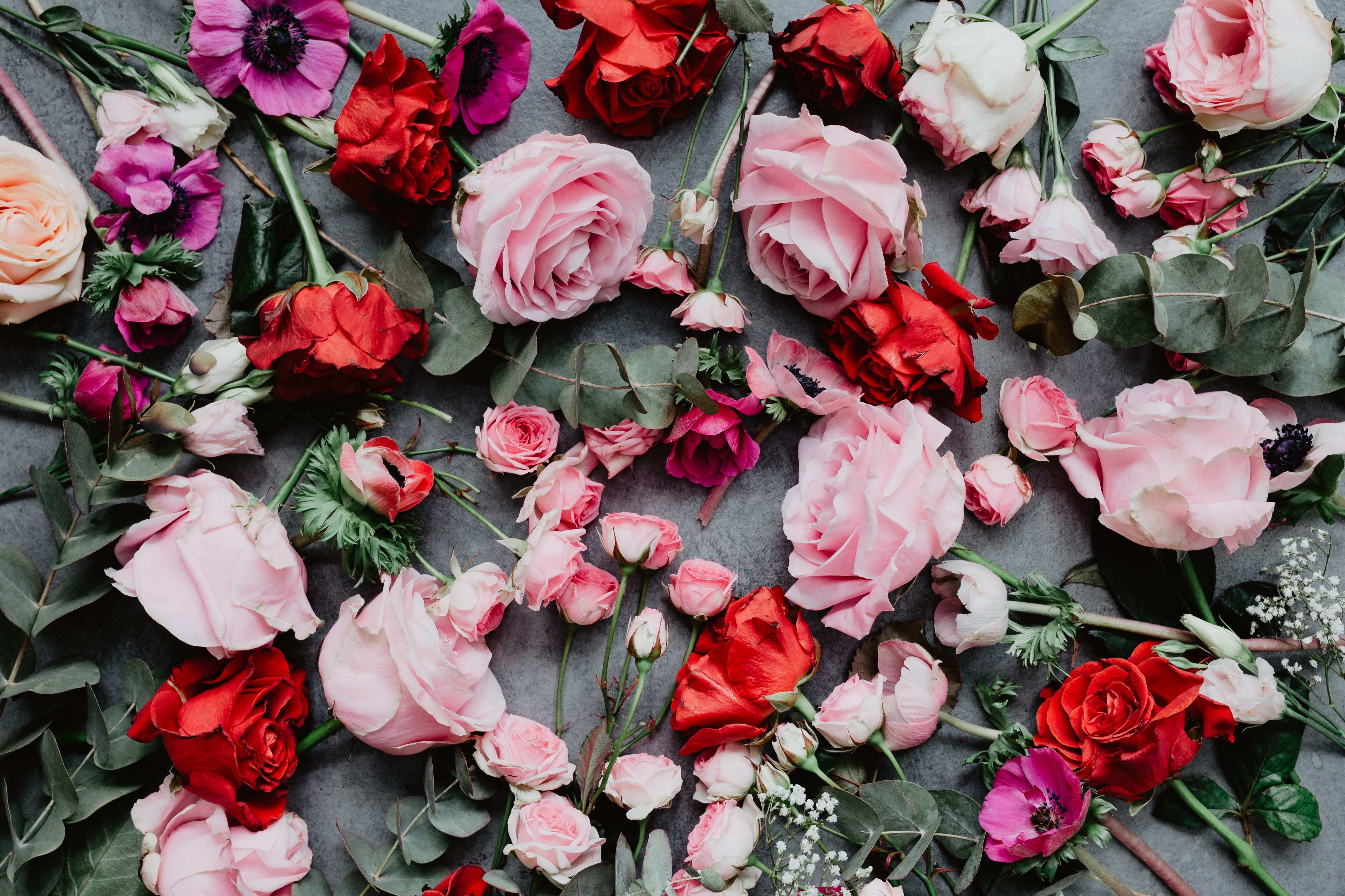 roses, day, flower, lovely, red, composition, nature, flowering plant, flower head, plant part, colorfull, valentines day, leaf, plant, rose - flower, close-up, HD Wallpaper