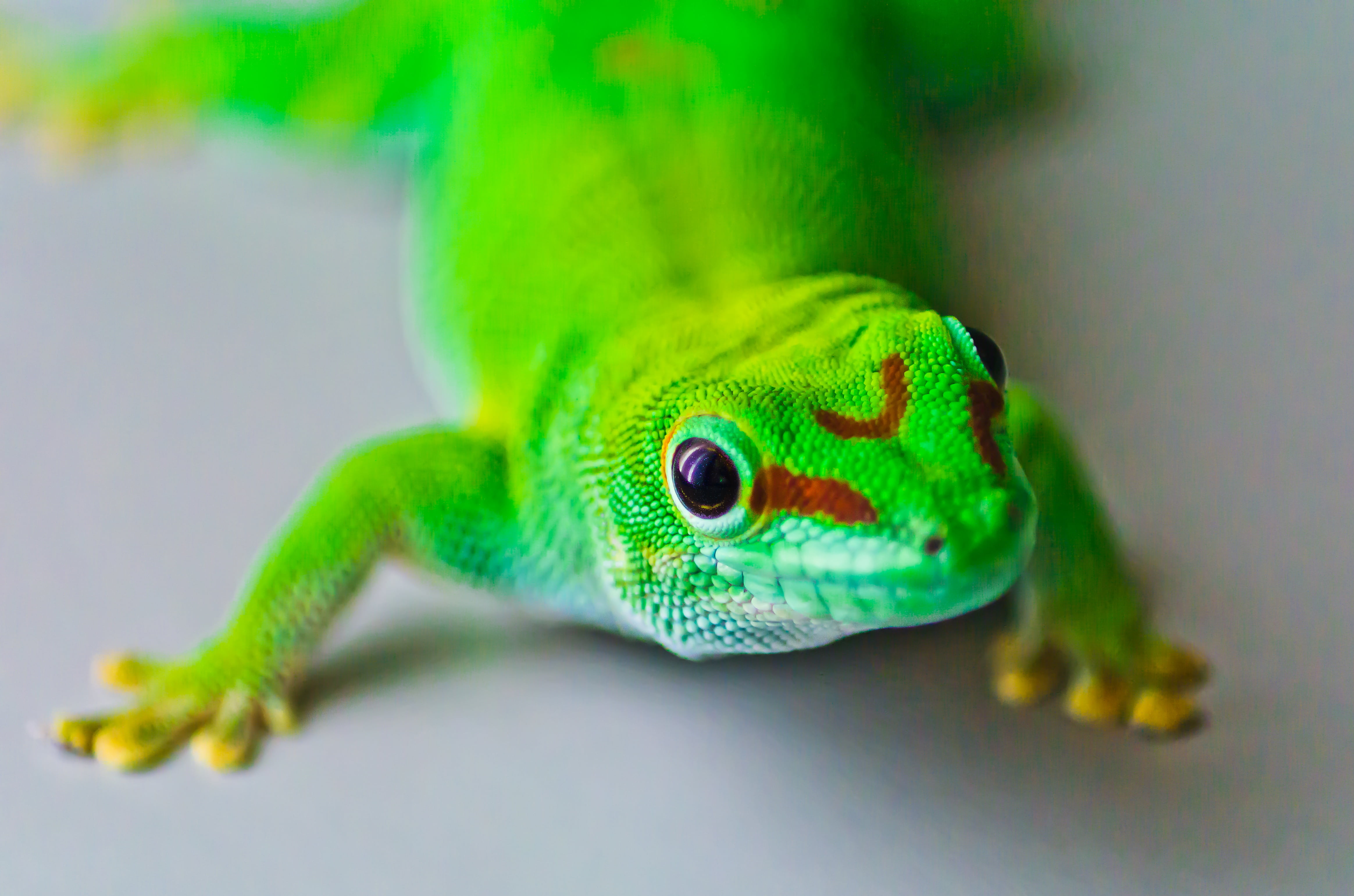 chameleon, AF, 4K, reptile, Phelsuma madagascariensis, Reptil, lizard, F/4, Di, Zoo, Pentax  K-5, Wilhelma, LD, animal, Hallo, Gecko, wildlife, nature, HD Wallpaper