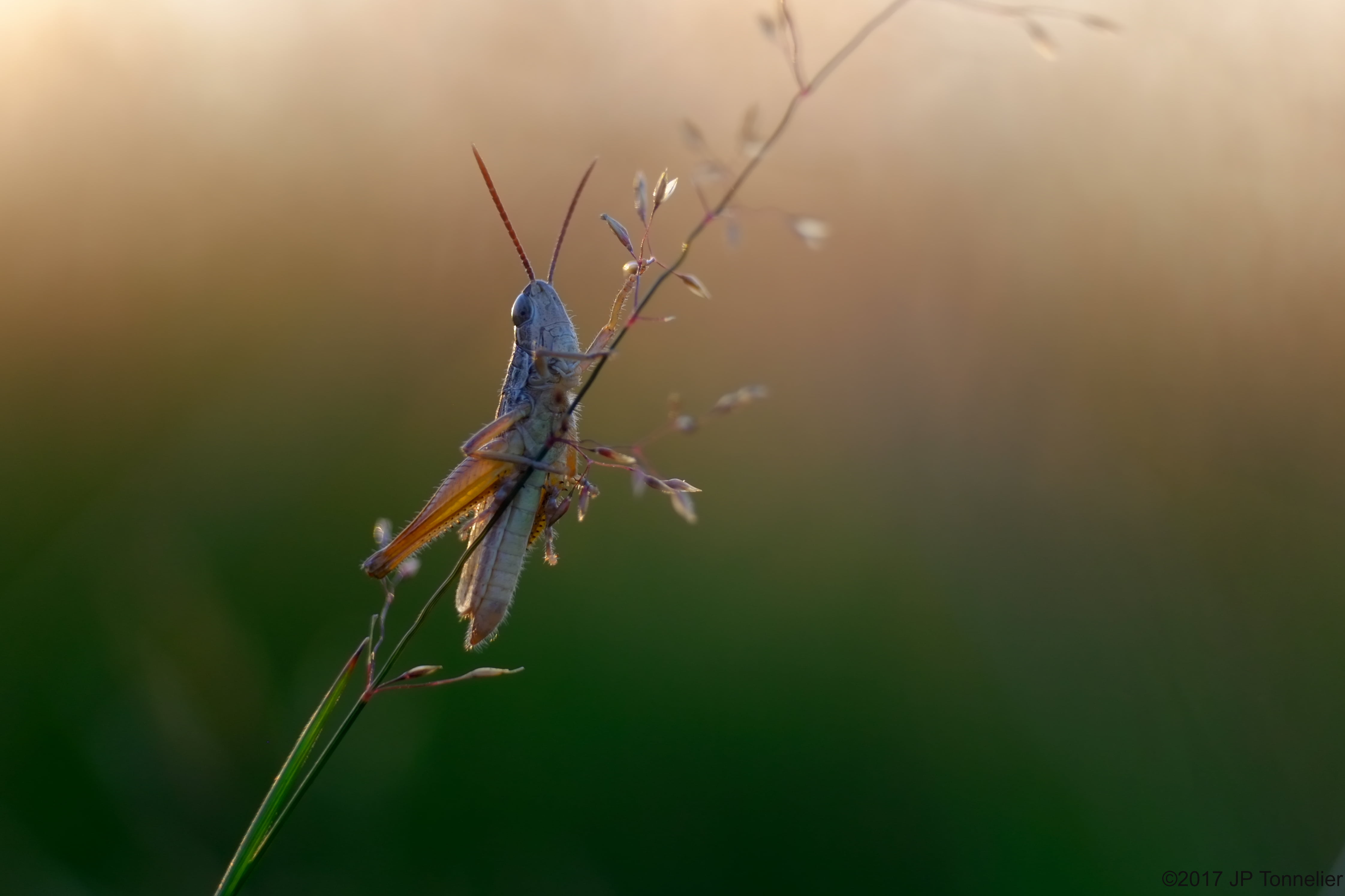 green grass, Bokeh, fujifilm, Haute-Garonne, photography, brown, 4K, wildlife, perching, fuji, X-E1, insect, close-up photography, grasshopper, macro, HD Wallpaper