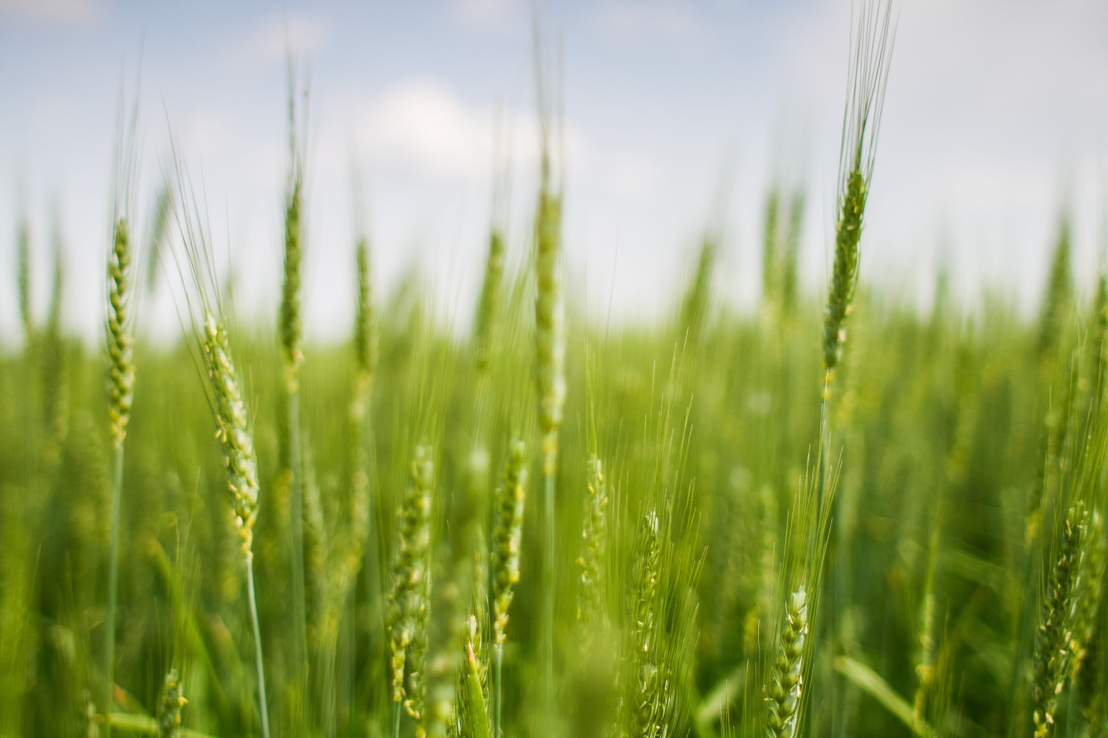 landscape, sky, green Color, cereal Plant, no People, farm, seed, blue, Field, meadow, nature, blade of grass, rural Scene, Grain, ripe, corn, food, wheat, HD Wallpaper