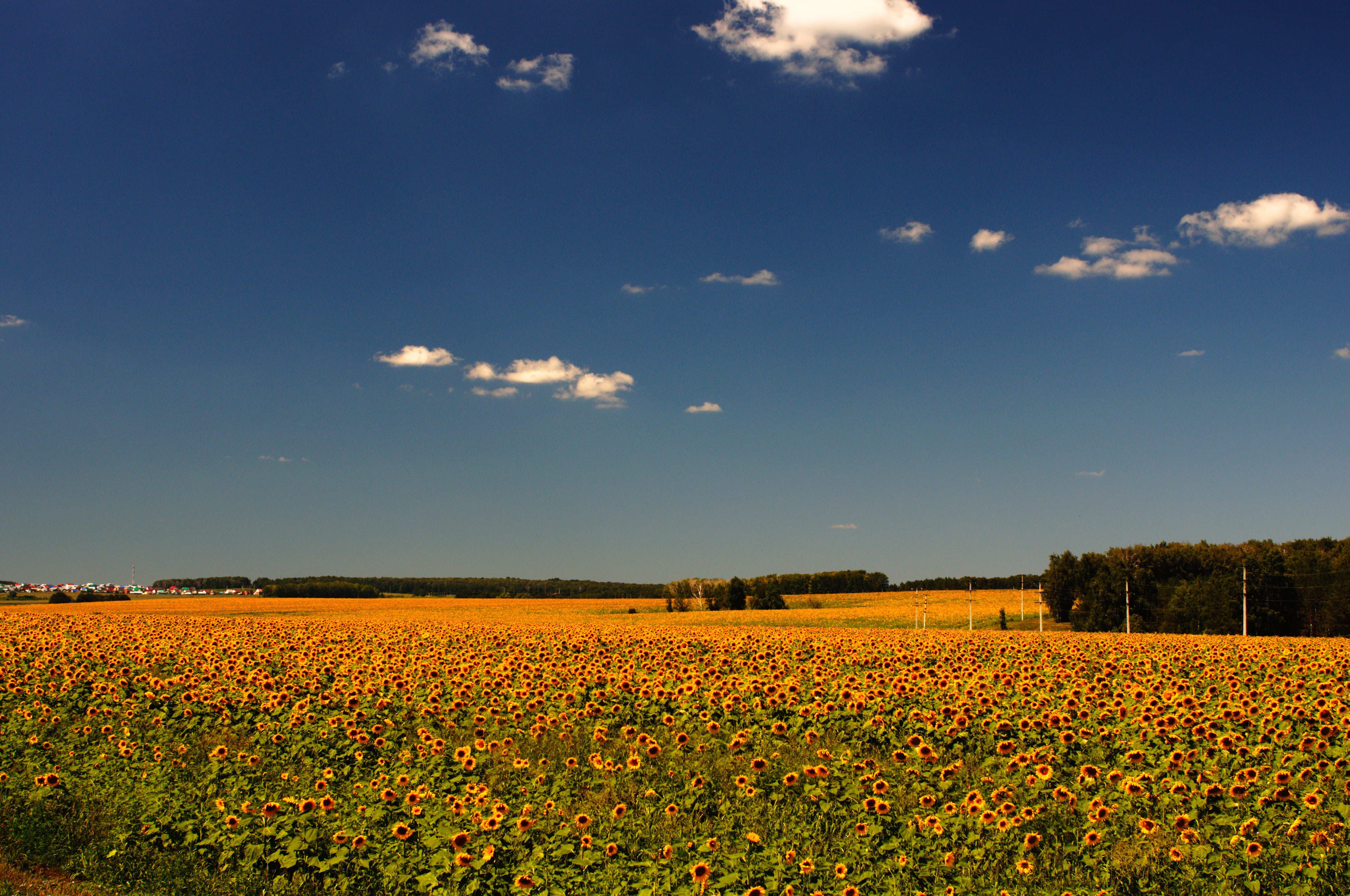 blue sky, image, 35mm, russia, polarizer, landscape, ai, rural Scene, sunflower, field, oilseed Rape, springtime, farm, 4K, copyright, photo, blue, filter, HD Wallpaper