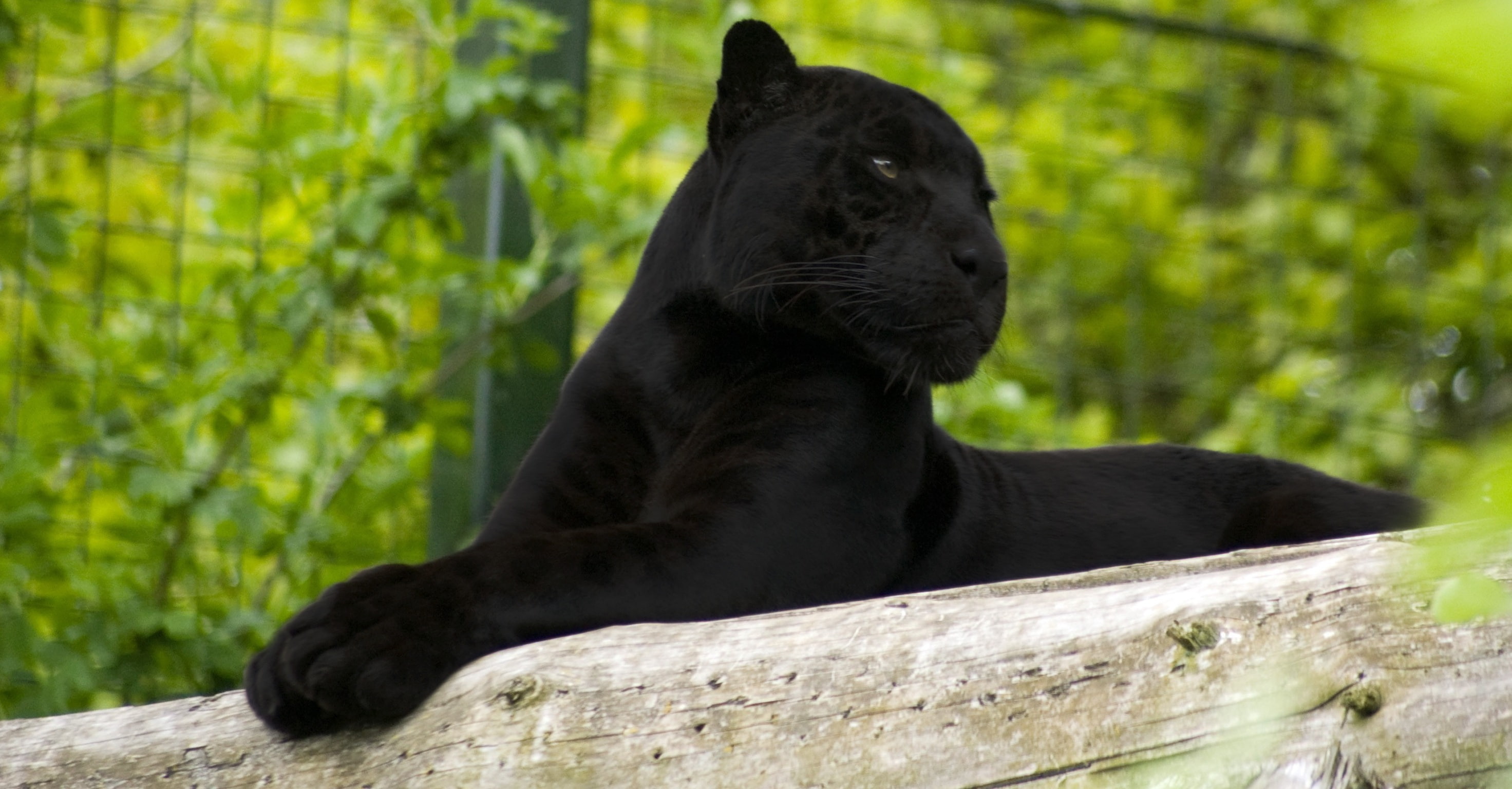 forest, Animals, Jaguar, black, panther, 2K, green, background, HD Wallpaper
