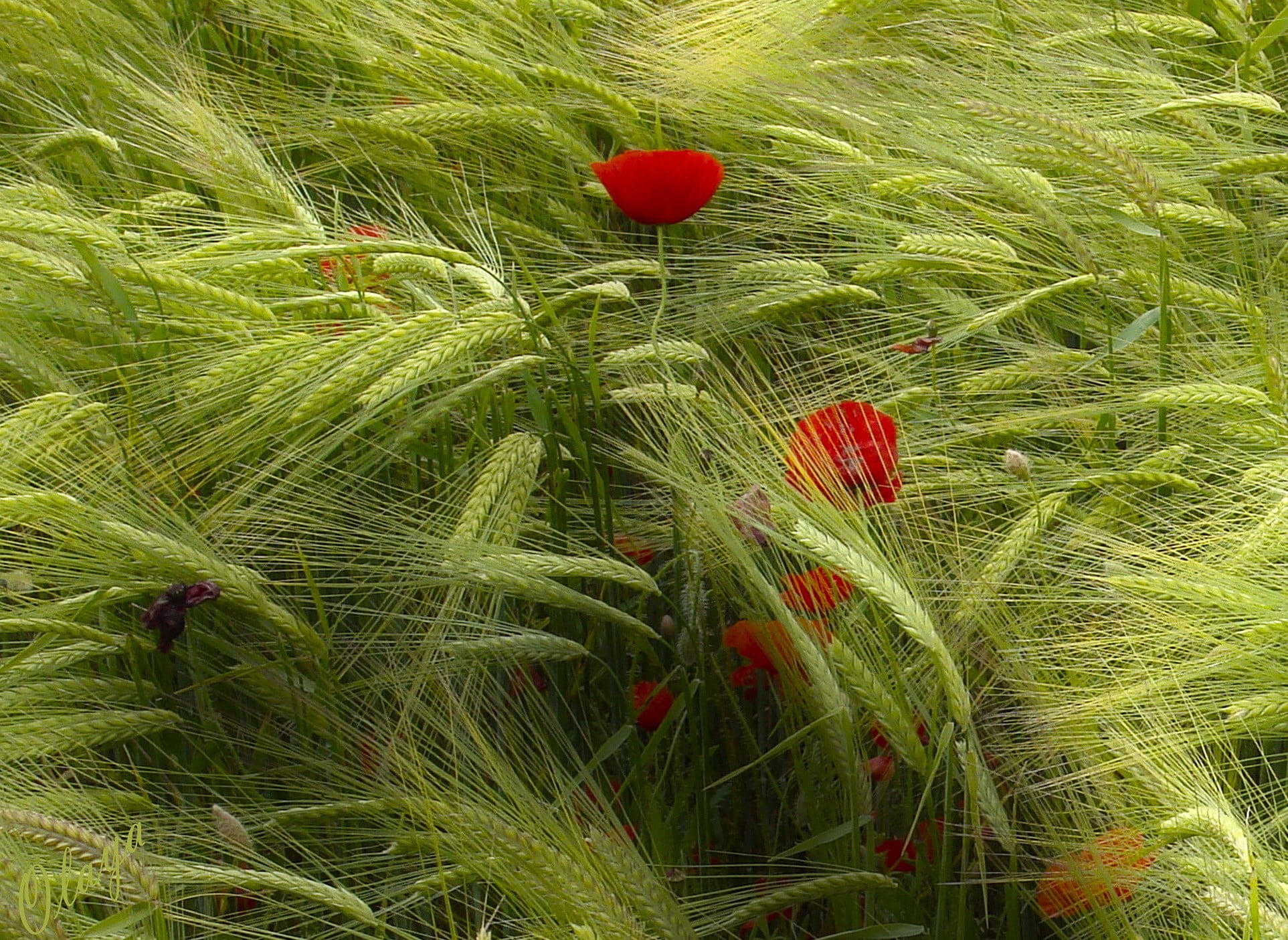 poppies, outdoors, close-up, 1080P, freshness, yellow, beauty in nature, no people, green color, growth, red, landscape, land, field, toy, tranquility, HD Wallpaper