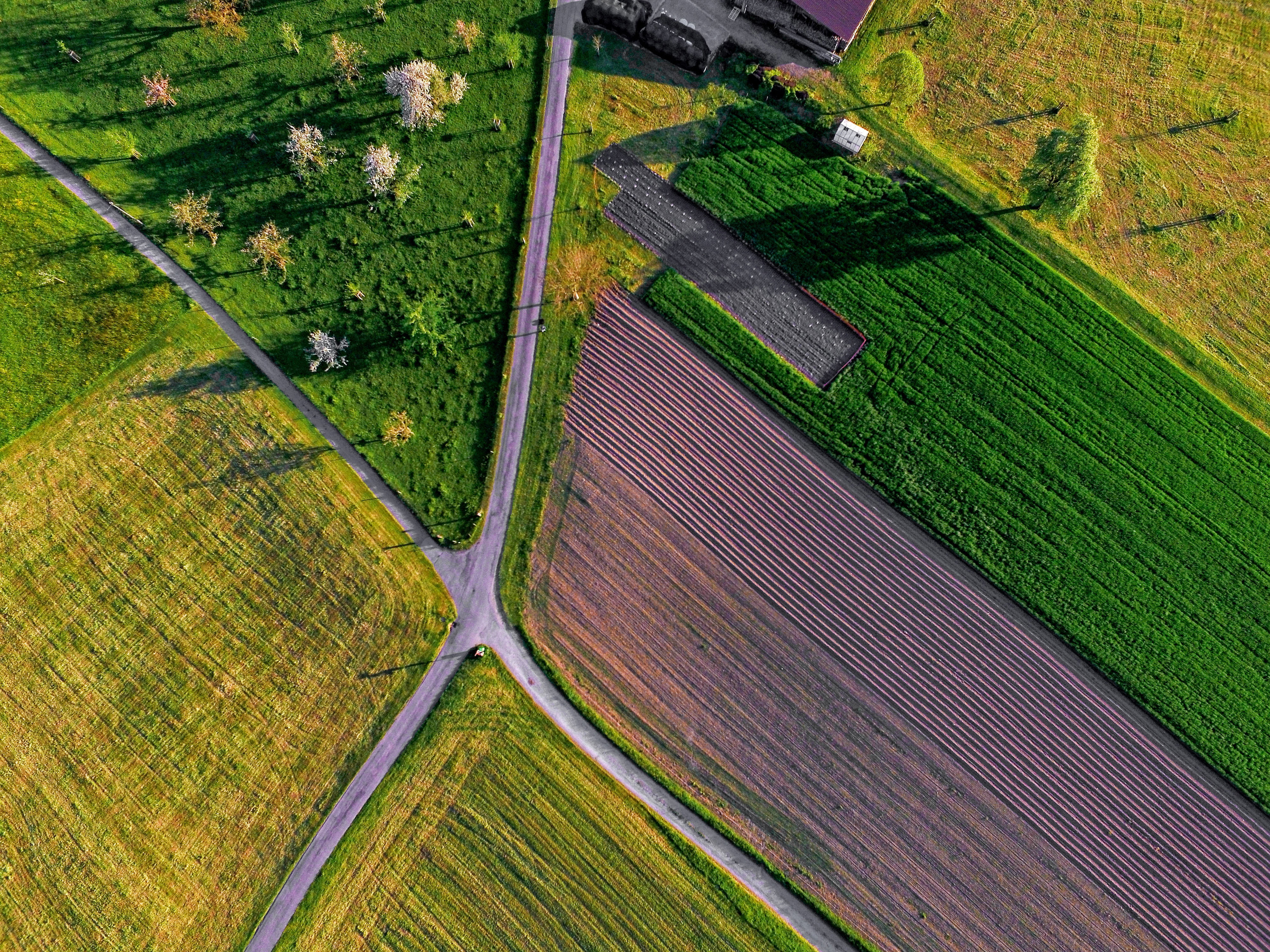 rural Scene, beauty in nature, mid-Air, above, scenics - nature, brown, harvesting, outdoors, no people, landscape, agriculture, growth, day, green color, HD Wallpaper