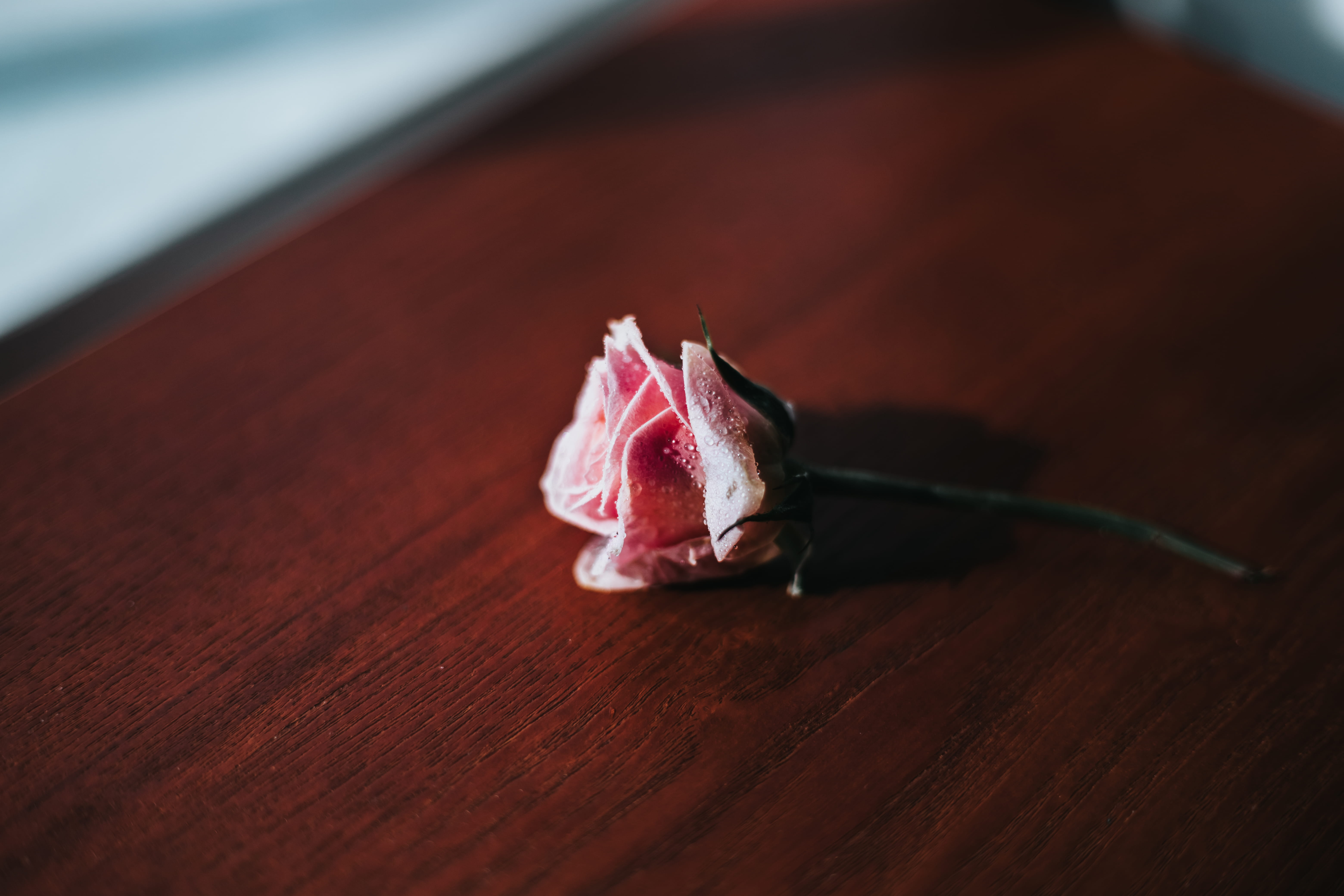 red, mood, food and drink, selective focus, dark, background, water, flower head, food, black and white, wood, la, pink color, united states, freshness, HD Wallpaper