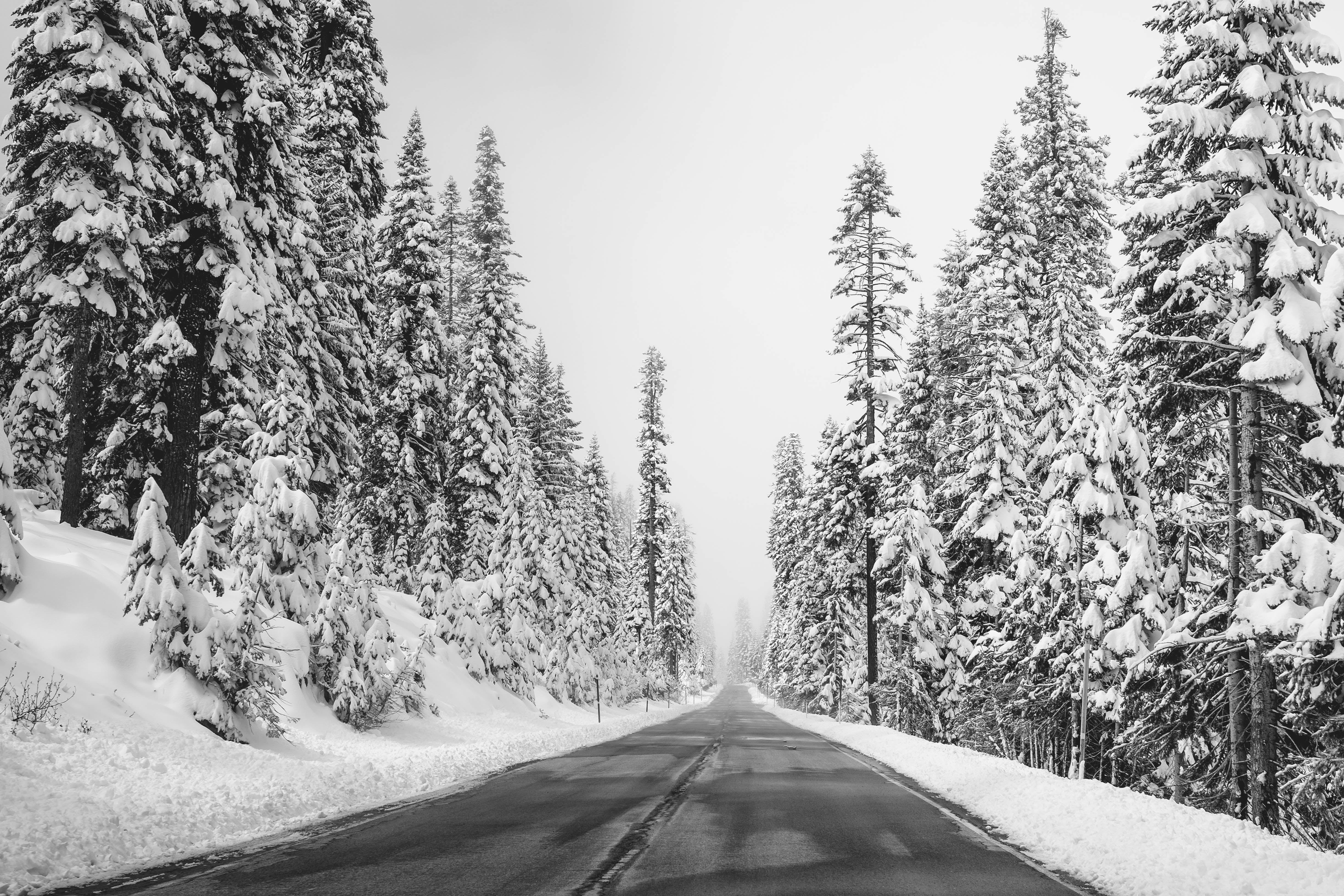 winter  road, lenny, nature, remix, creative  commons, photoshop  elements, image, lightroom, landscape, Wonderland, actions, colours, snow, land, forest, HD Wallpaper