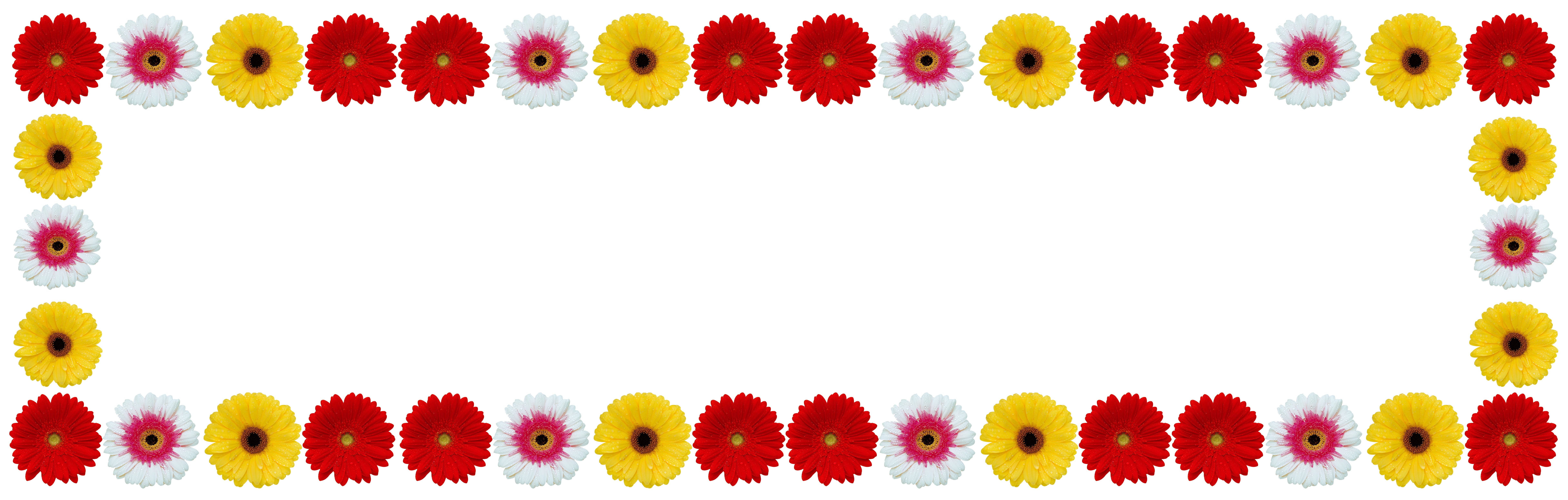 white color, white background, natural, space for text, side by side, fresh, 8K, gerbera flower, red, summer, season, copy space, dirt, nature, disjunct, HD Wallpaper