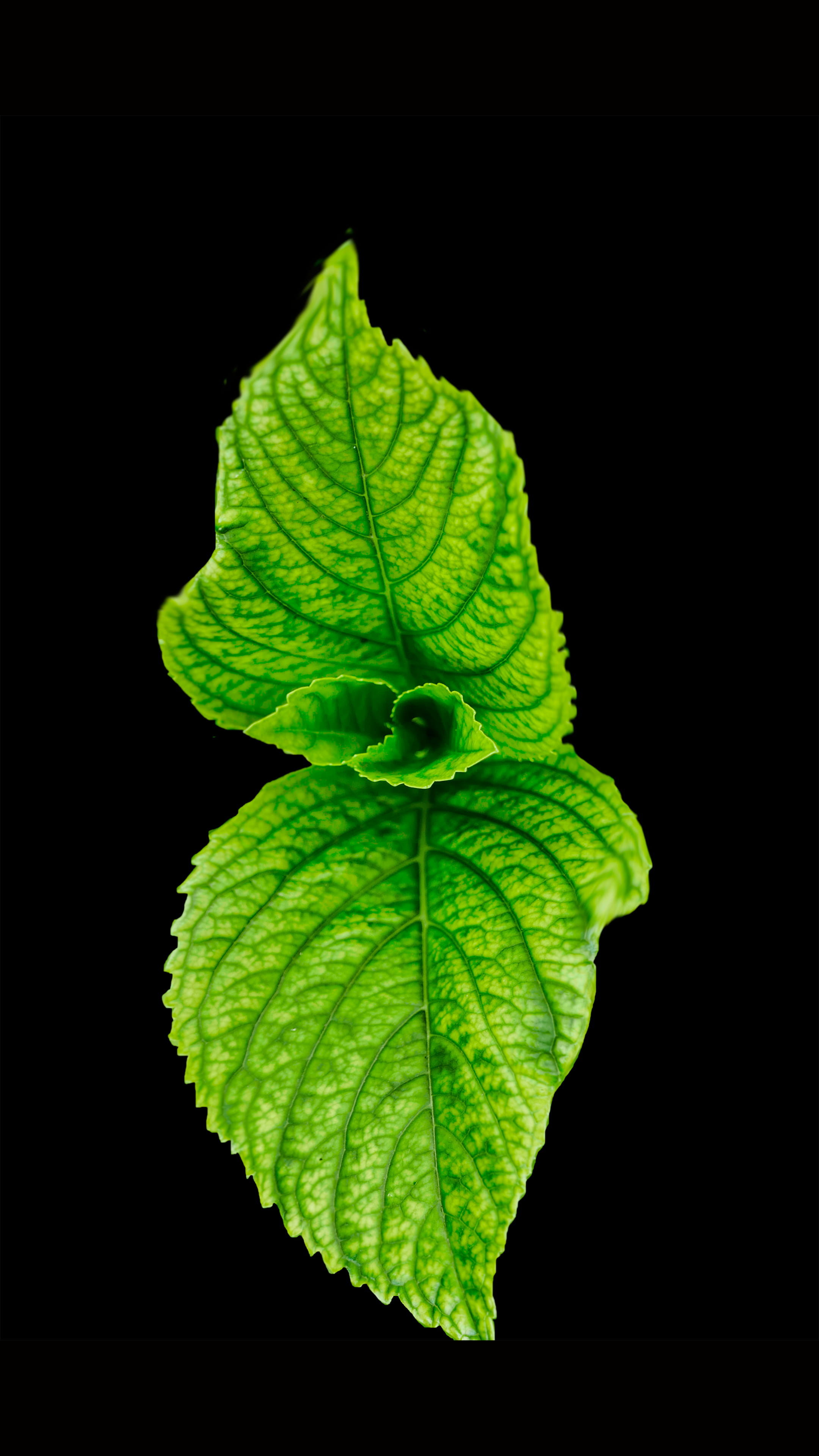leaves, black background, single object, organic, fresh, plant, herb, copy space, green, from above, no people, vulnerability, studio shot, mint, bright, Phone HD Wallpaper