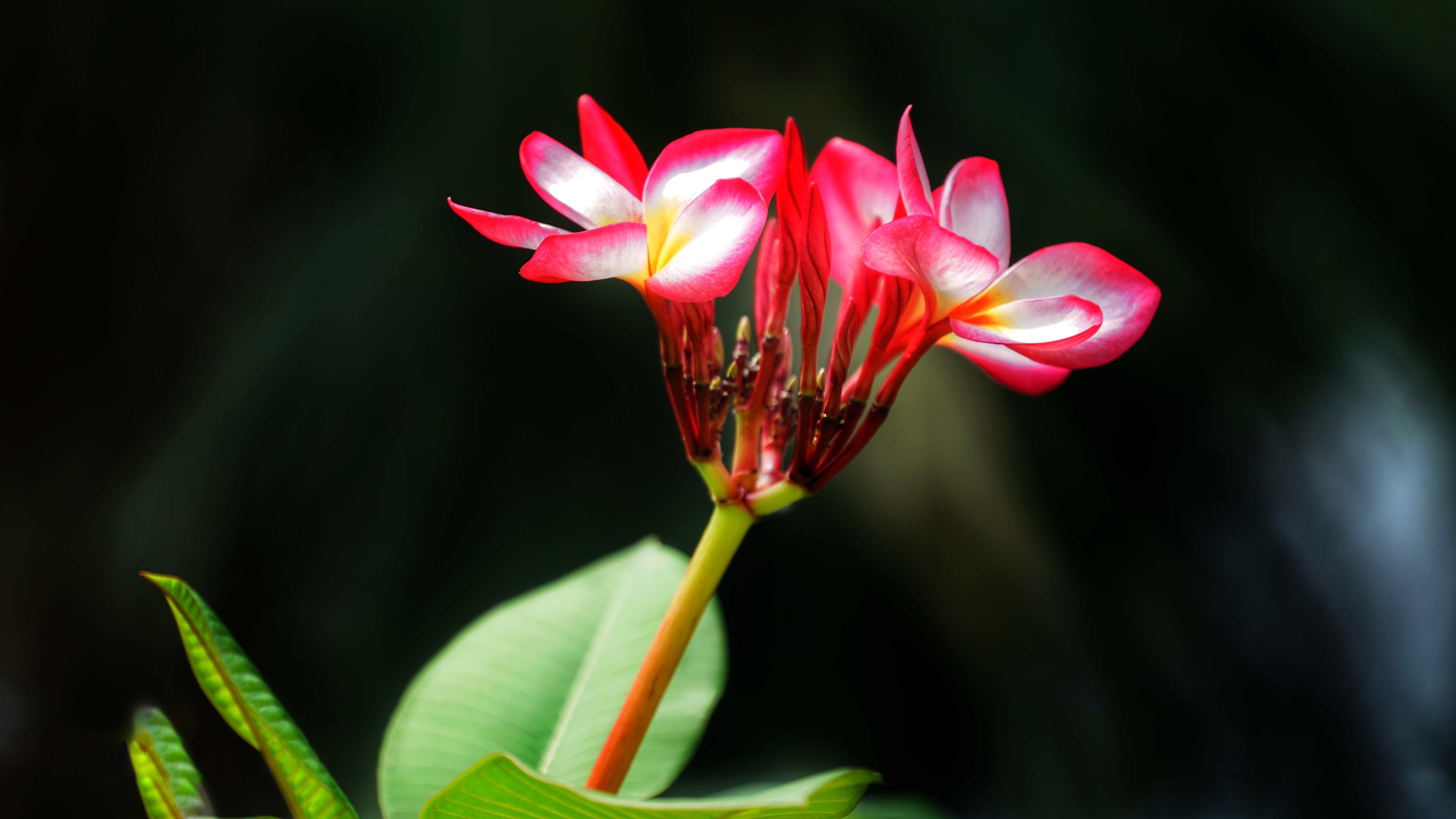 nature, frangipani, petal, tree, fragility, freshness, charles plumier, rubra, flowering plant, tropical, flower, disjunct, close-up, delicate, red, leaf, HD Wallpaper
