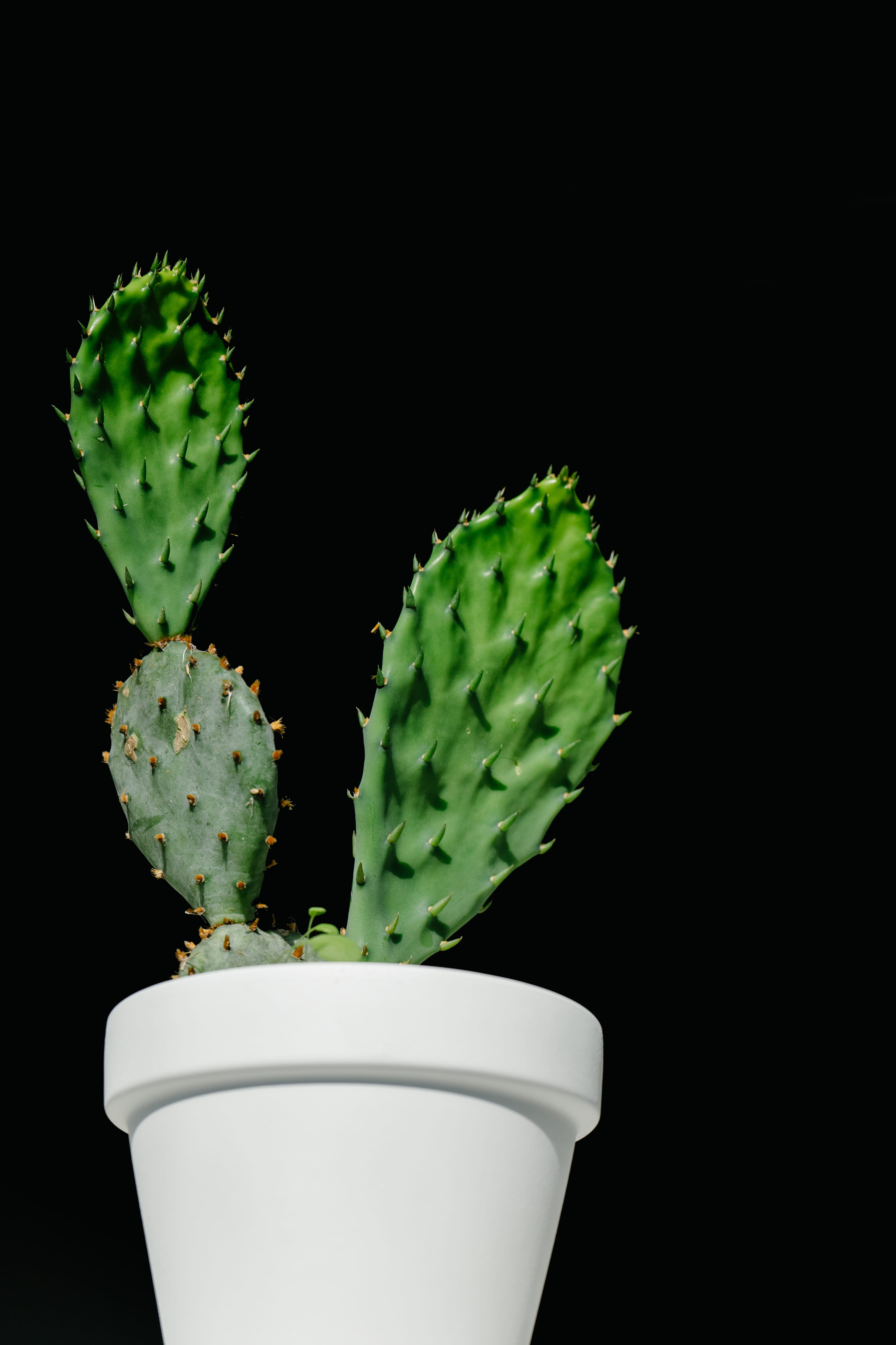 studio shot, growth, freshness, nature, food and drink, disjunct, succulent plant, healthy eating, close-up, food, 5K, houseplant, still life, fruit, green color, Phone HD Wallpaper