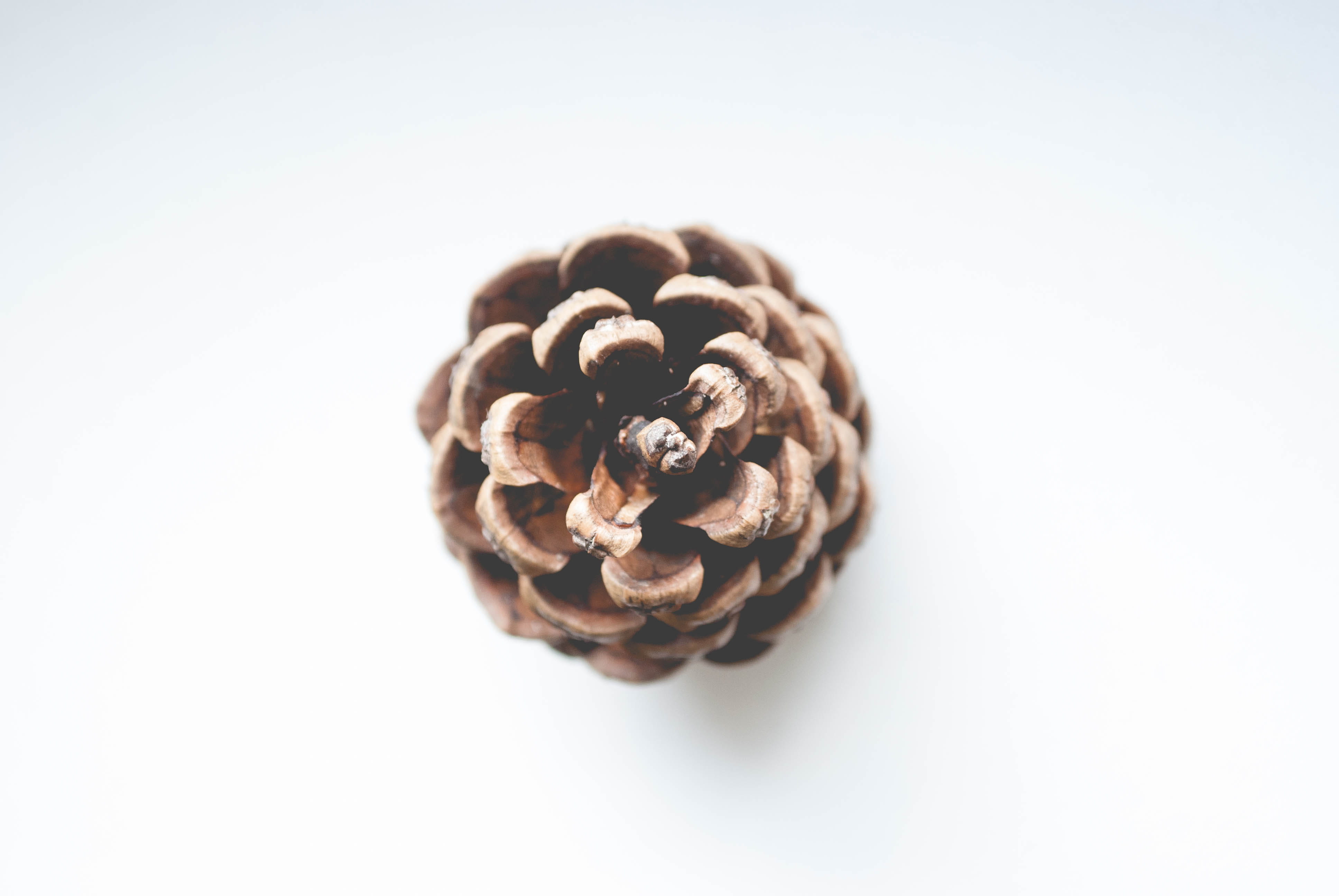 no people, still life, snack, freshness, studio, nut - food, dried food, cone, disjunct, walnut, isolate, white, shallow, food and drink, color, single object, HD Wallpaper