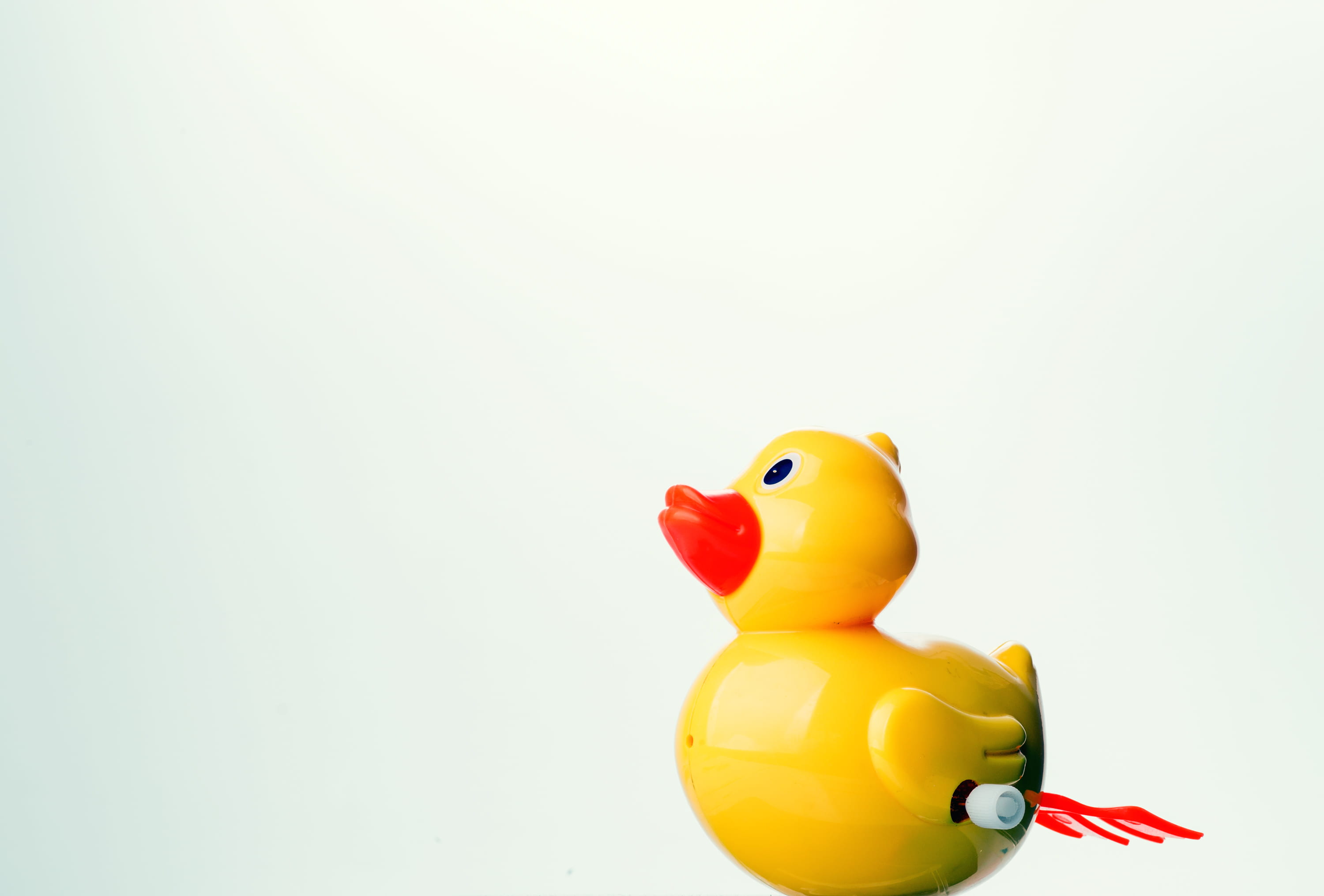 animal, copyspace, looking, single object, red, conceptual, 2K, white, disjunct, rubber duck, cute, poultry, animal themes, fun, young, bird, play, small, HD Wallpaper