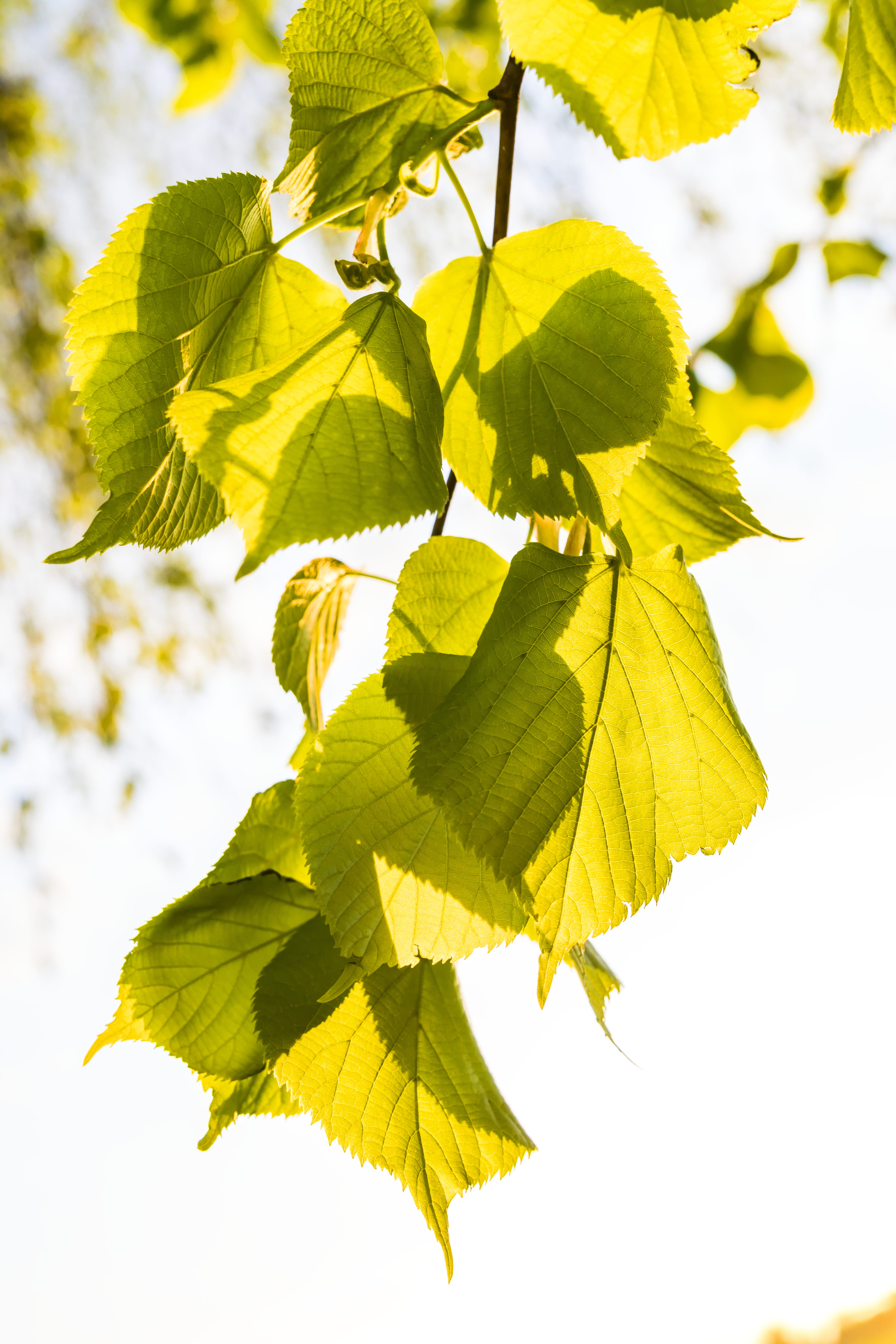 lush, branch, outdoors, tree, sunlight, plant, beauty in nature, leaf, nature, season, yellow, photography, low angle view, focus, bright, close-up, focus on foreground, Phone HD Wallpaper