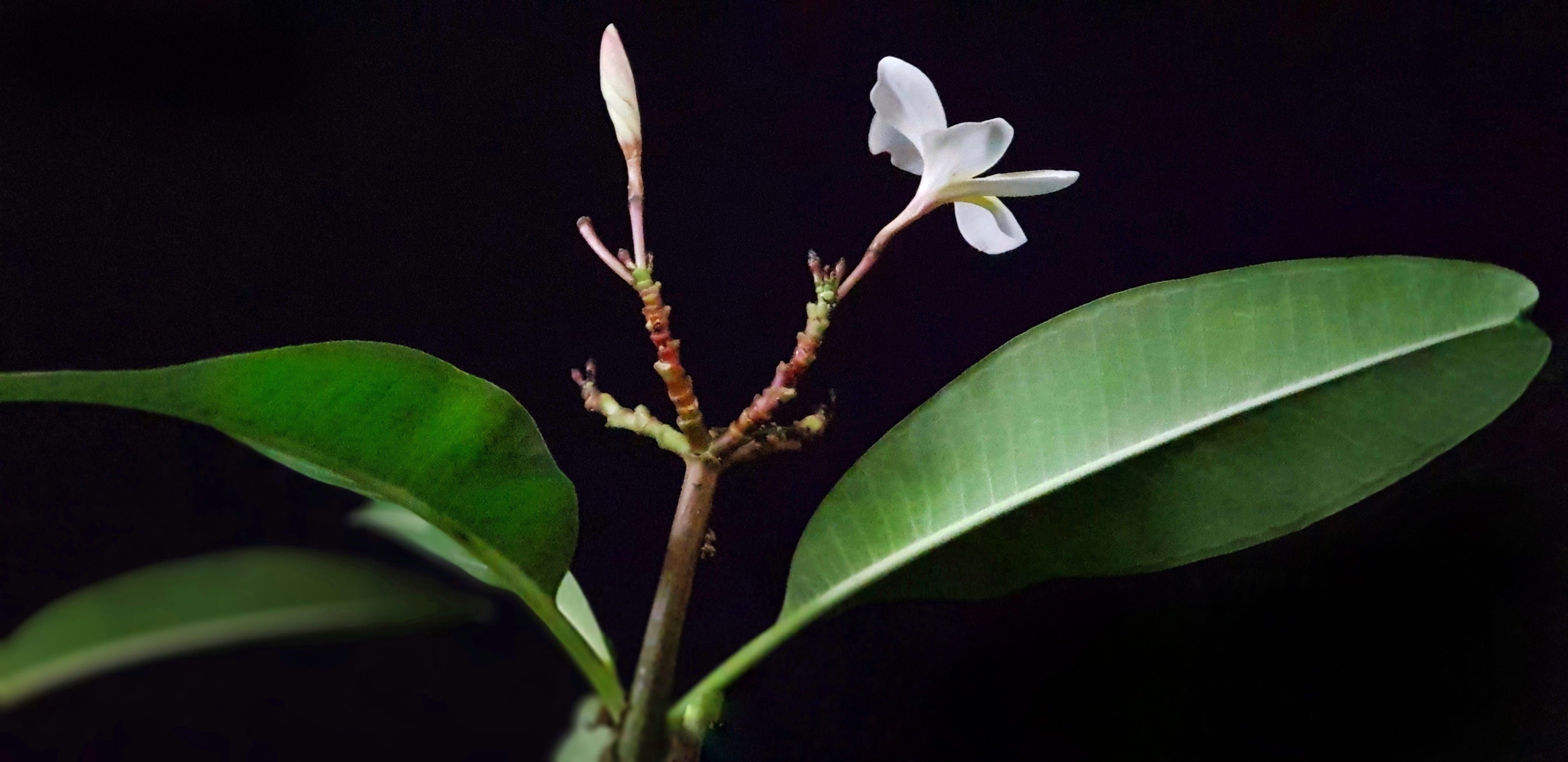 scrub, rubra, botany, night, charles plumier, fragility, beauty in nature, red, plumeria, petal, frangipani, tropical, elegant, beautiful, studio shot, HD Wallpaper