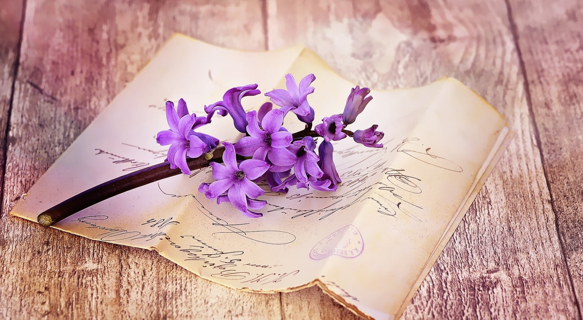 high angle view, nature, Cute, stilllife, 1080P, Spring, petal, purple, pink color, wood - material, table, book, Fragrant, Wood, fragrantflower, beauty in nature, HD Wallpaper