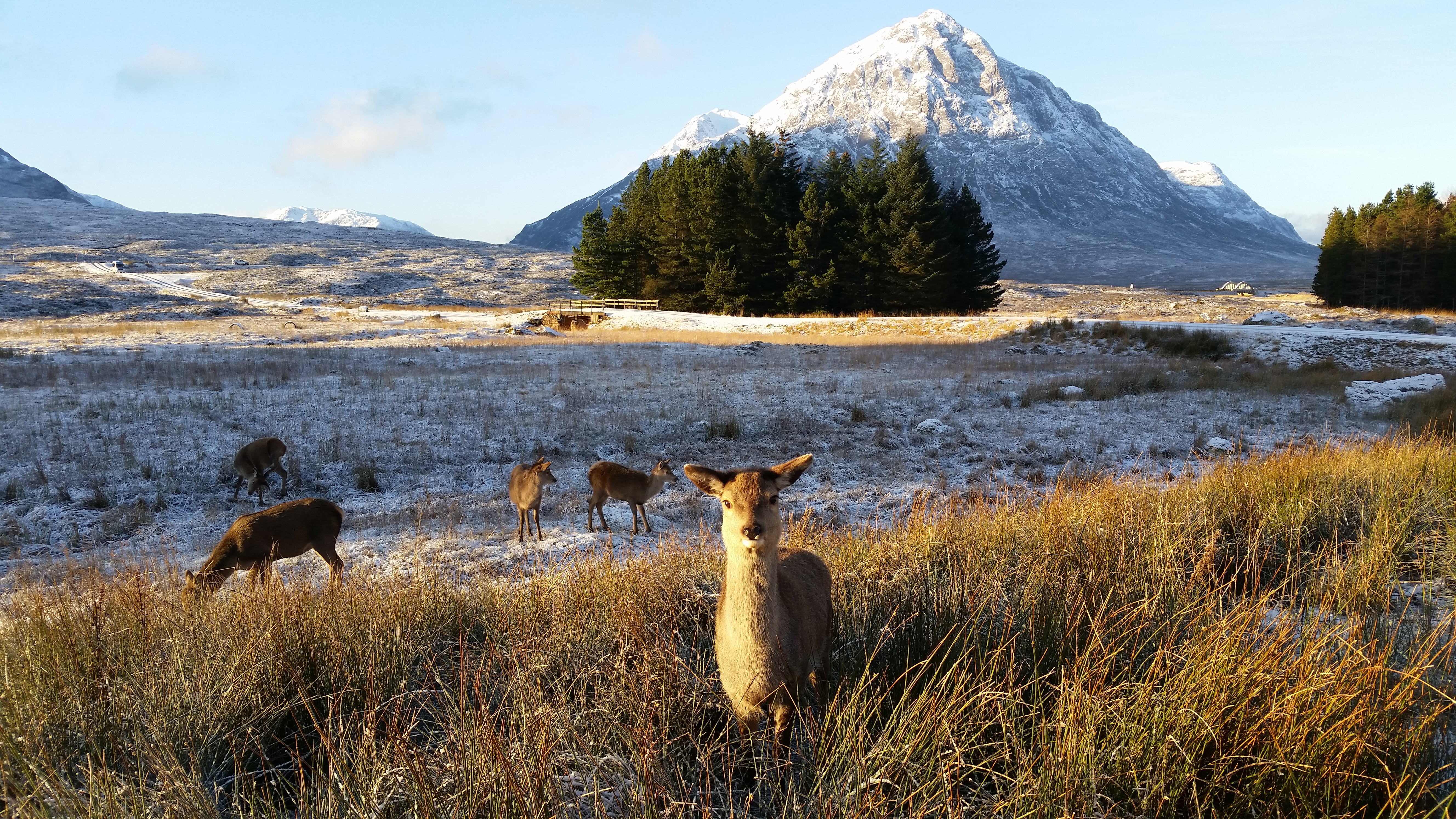 scenics, loch linnhe, outdoors, winter, Red Deer, daytime, A82, glasgow, red, brown, visitscotland, deer, great glen, new years, mountain, snow, travel, HD Wallpaper