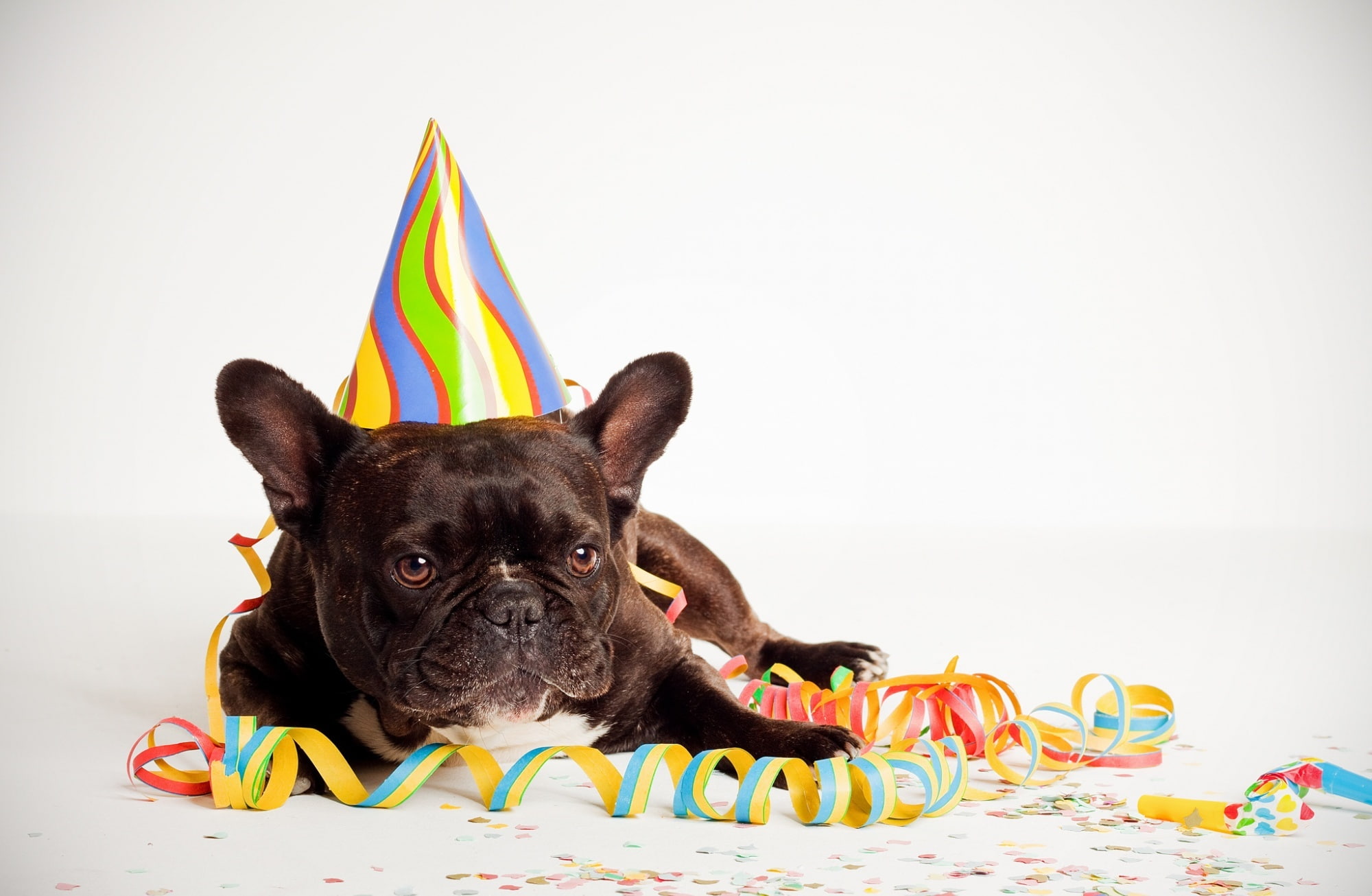 portrait, 1080P, bulldog, yellow, happy, celebration, one animal, animal themes, black, white, canine, cute, pets, dog, Birthday, mammal, purebred dog, HD Wallpaper