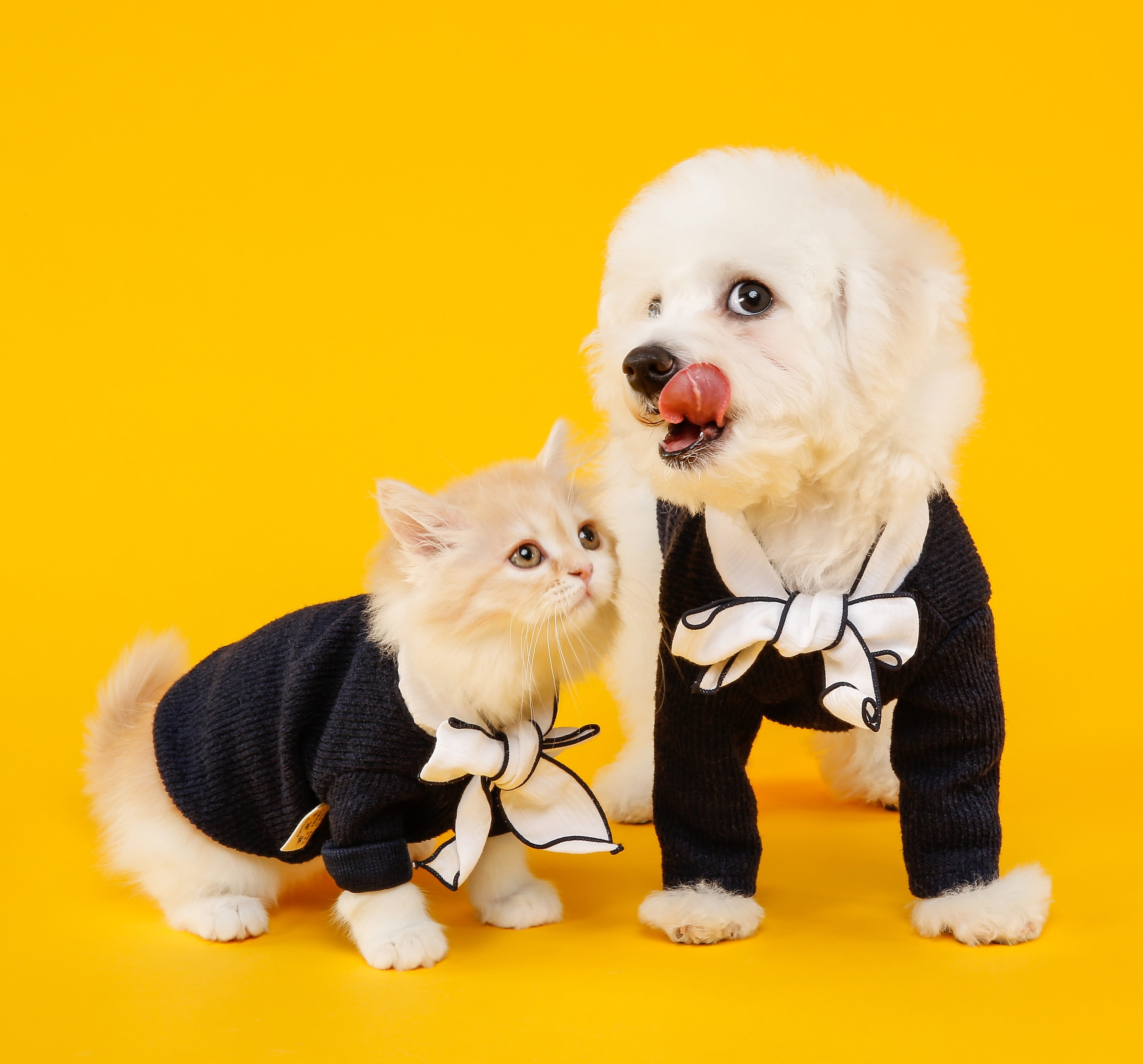 pets, one animal, mammal, pet clothing, puppy, pomeranian, cat, cute, vertebrate, yellow background, of fluff, jelly carpet ghz, bichon, no people, marie, HD Wallpaper