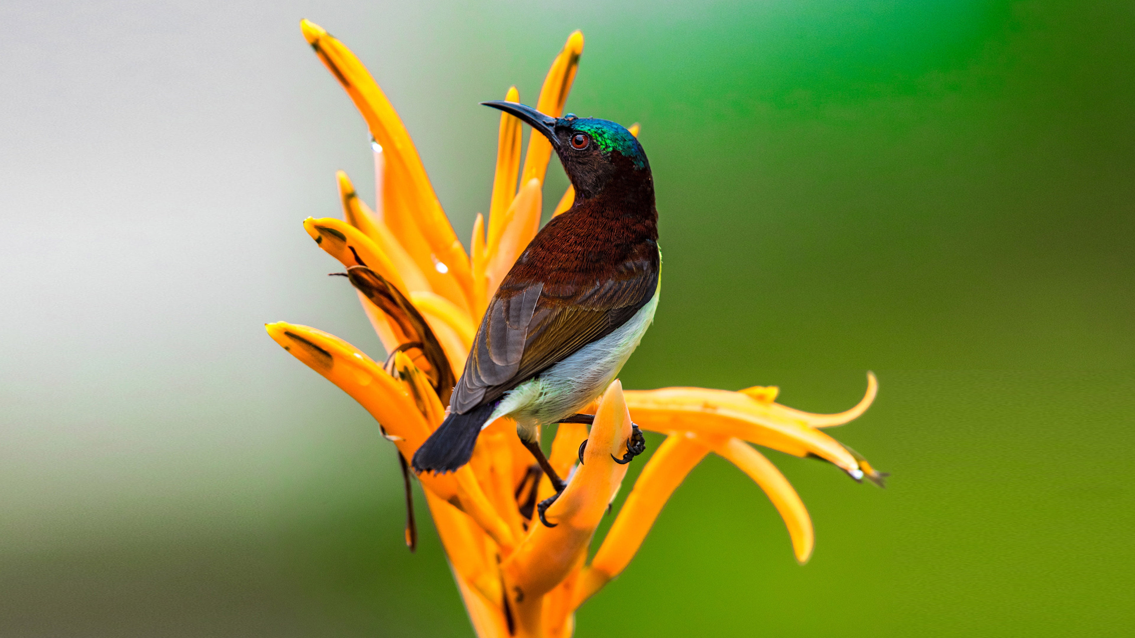 plant, perching, nature, vulnerability, beauty in nature, zeylonica, no people, fragility, birds, sunbird, rumped, insects, nectar, one animal, animal themes, HD Wallpaper