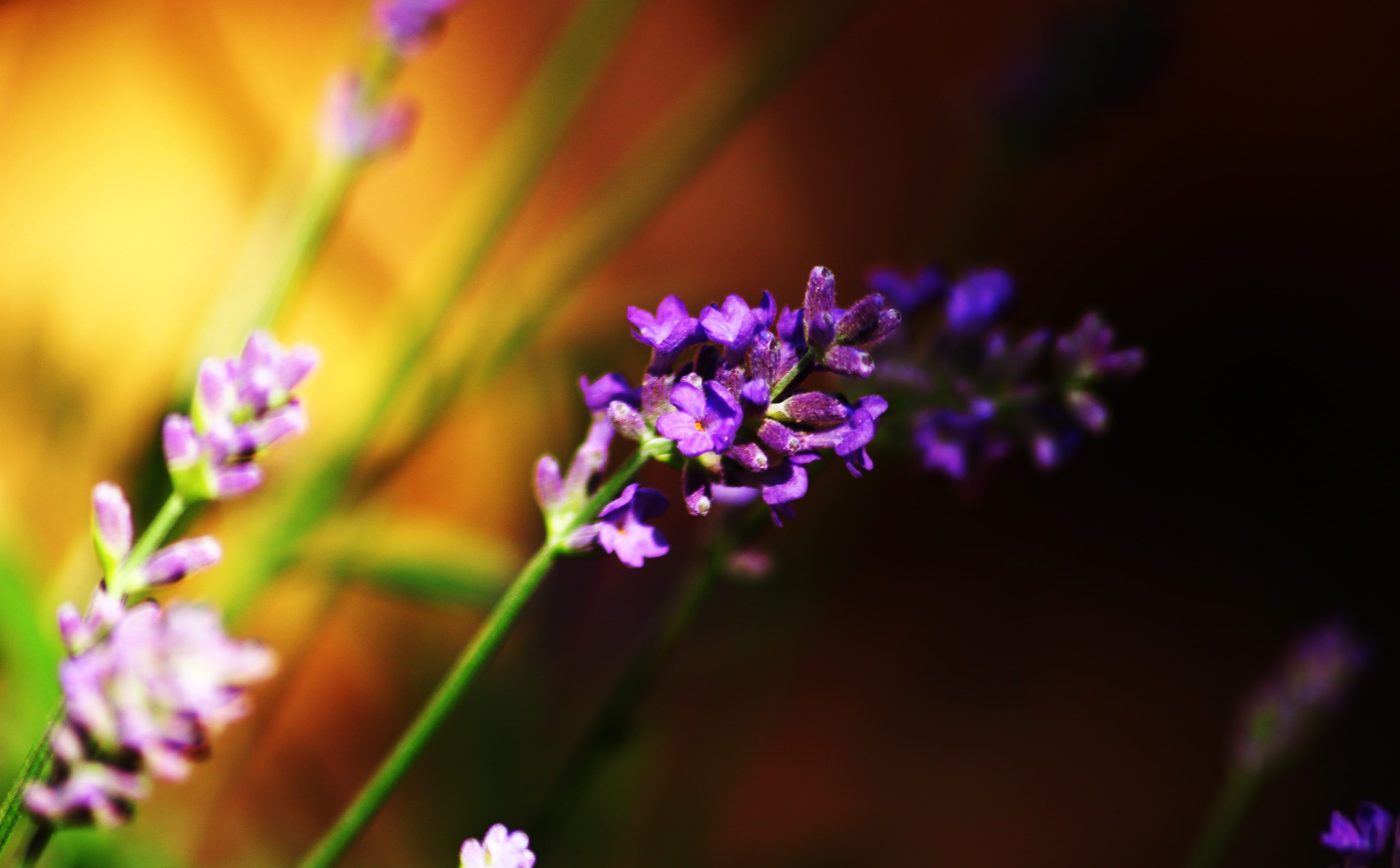 lavender, flower head, 5K, no people, fragility, flowering plant, outdoors, flowers, Macro, photography, flower, freshness, day, petal, sometimes, amazing, HD Wallpaper