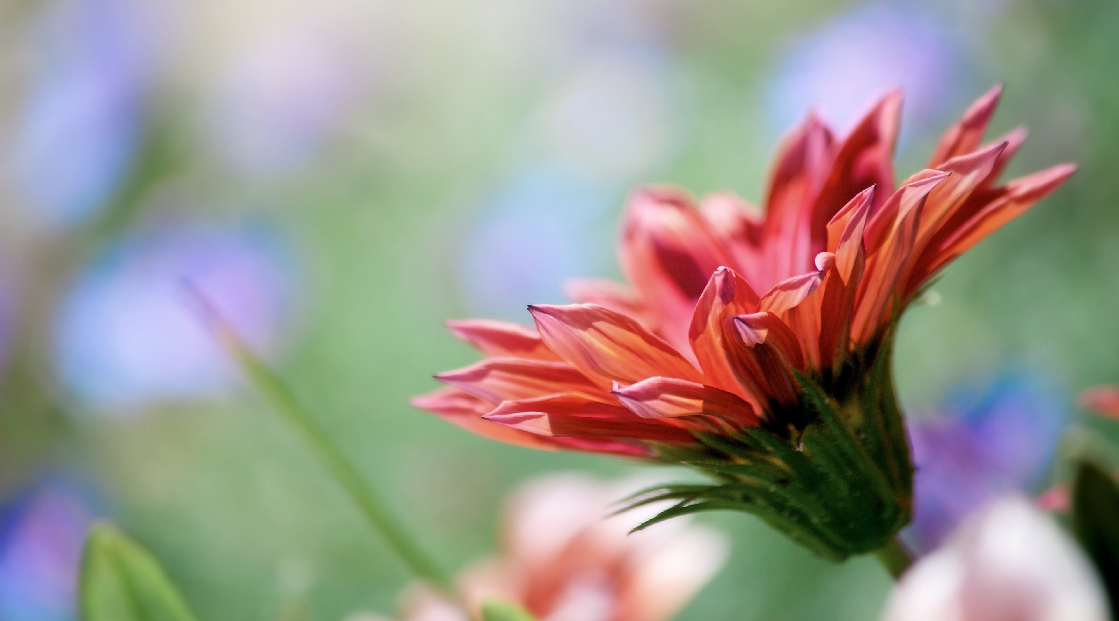 nature, 4K, day, Gazania, Macro, no people, red, focus on foreground, unlock, pink color, growth, petal, inflorescence, Beautiful, freshness, plant, vulnerability, HD Wallpaper