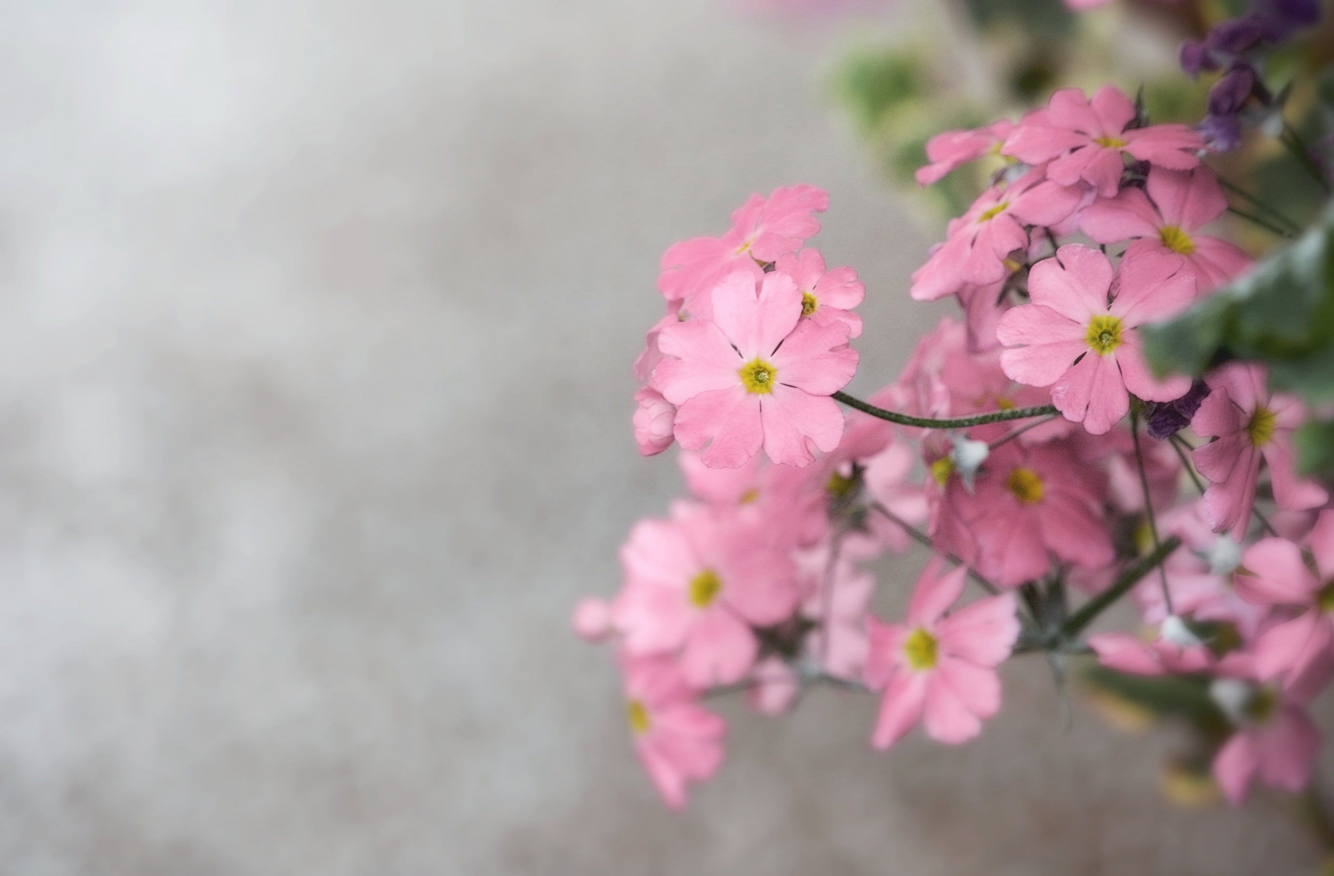 bunch of flowers, Japan, freshness, tonami, go, Flower, vulnerability, beauty in nature, petal, growth, toyama, s, 2K, springtime, cherry tree, Vintage, HD Wallpaper