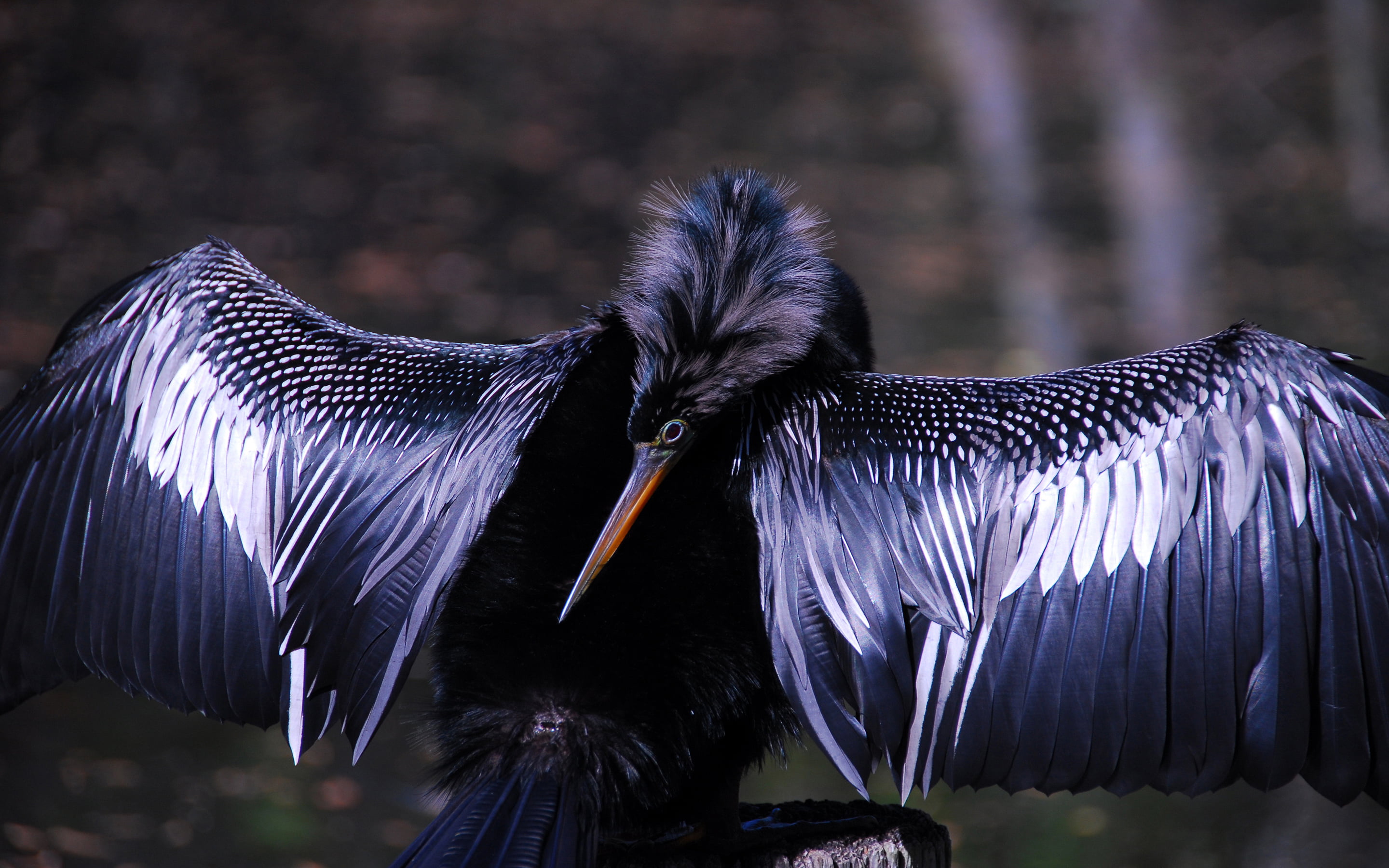 snakebird, animal, water, darter, one animal, animal themes, drying, close-up, vertebrate, focus on foreground, bird, animal body part, zoo, american, animal wildlife, HD Wallpaper