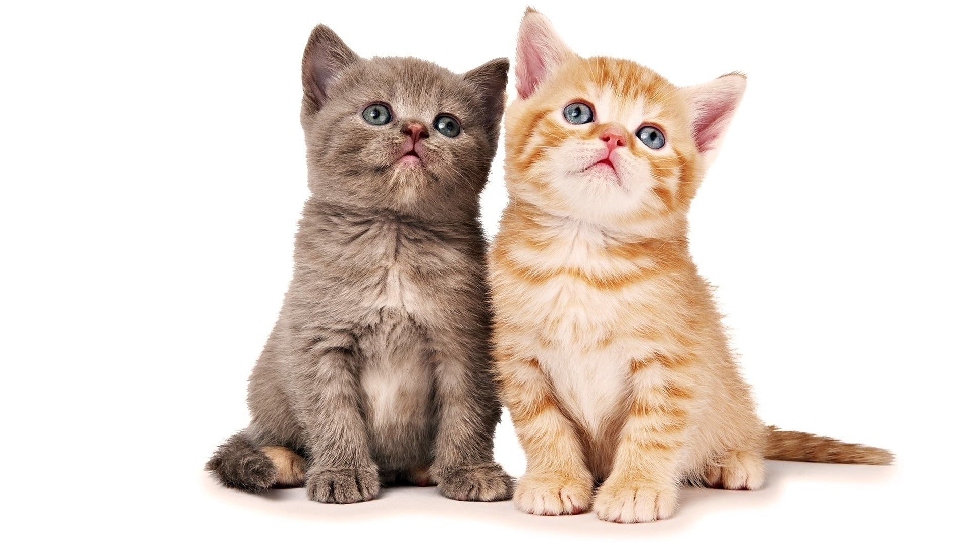 Yellow, Little, Gray, Cat, Cute, 1080P, HD Wallpaper