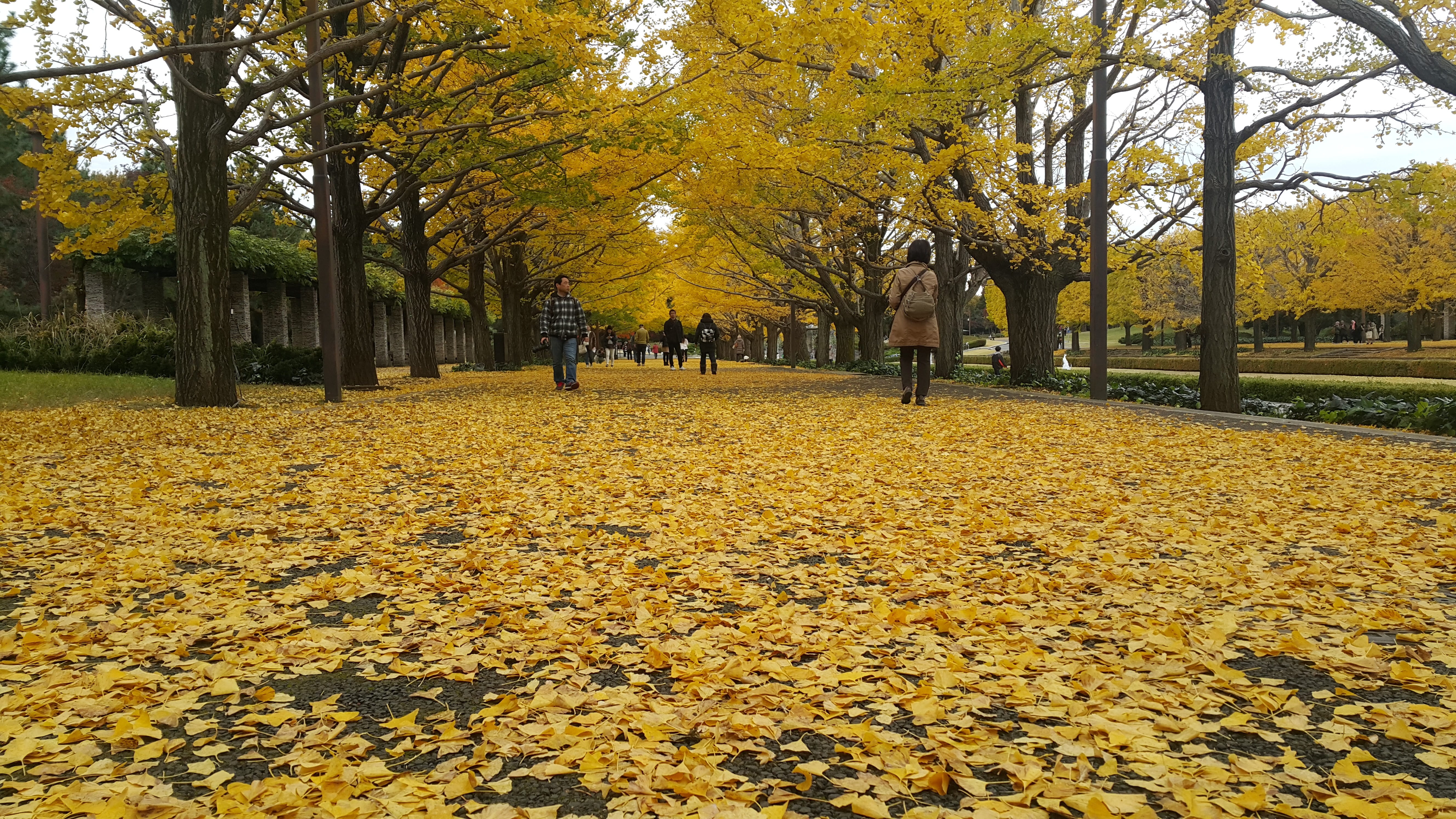 impression, leaves, yellow, japan, day, outdoors, park - man made space, autumn collection, leaf, 5K, botanical, falling, park, tokyo, plant, nature, lifestyles, HD Wallpaper
