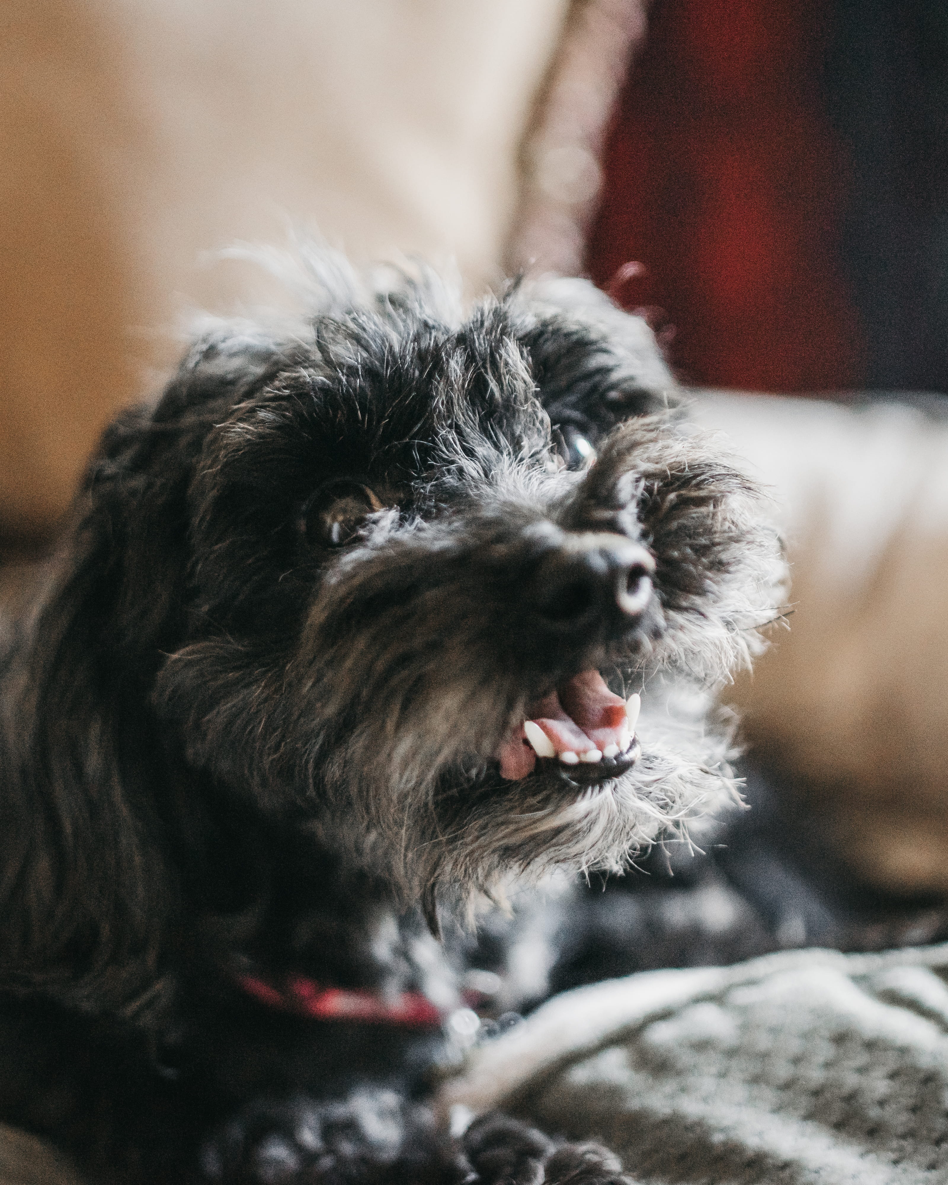 day, lying, scarf, pets, one animal, coated, clothing, mammal, furniture, first aid, close-up, dog, long, animal head, apparel, focus on foreground, vertebrate, Phone HD Wallpaper
