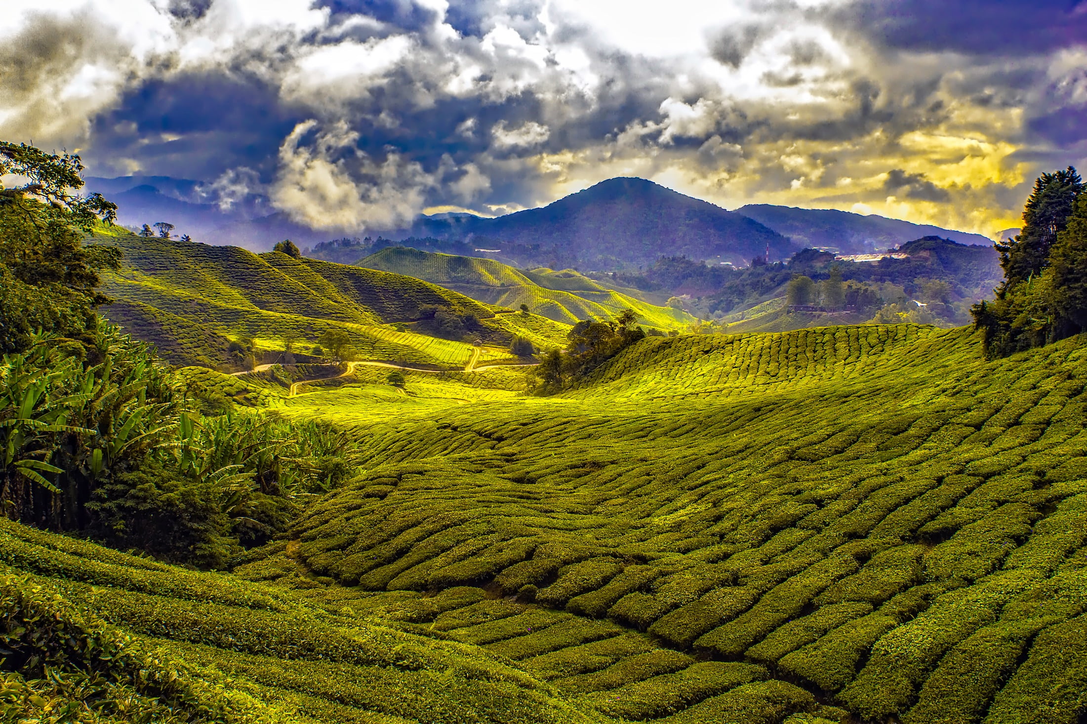 colorful, land, green color, mountain, meadows, tranquility, tea crop, valley, tropics, plant, environment, non-urban scene, nature, no people, rural, beautiful, HD Wallpaper