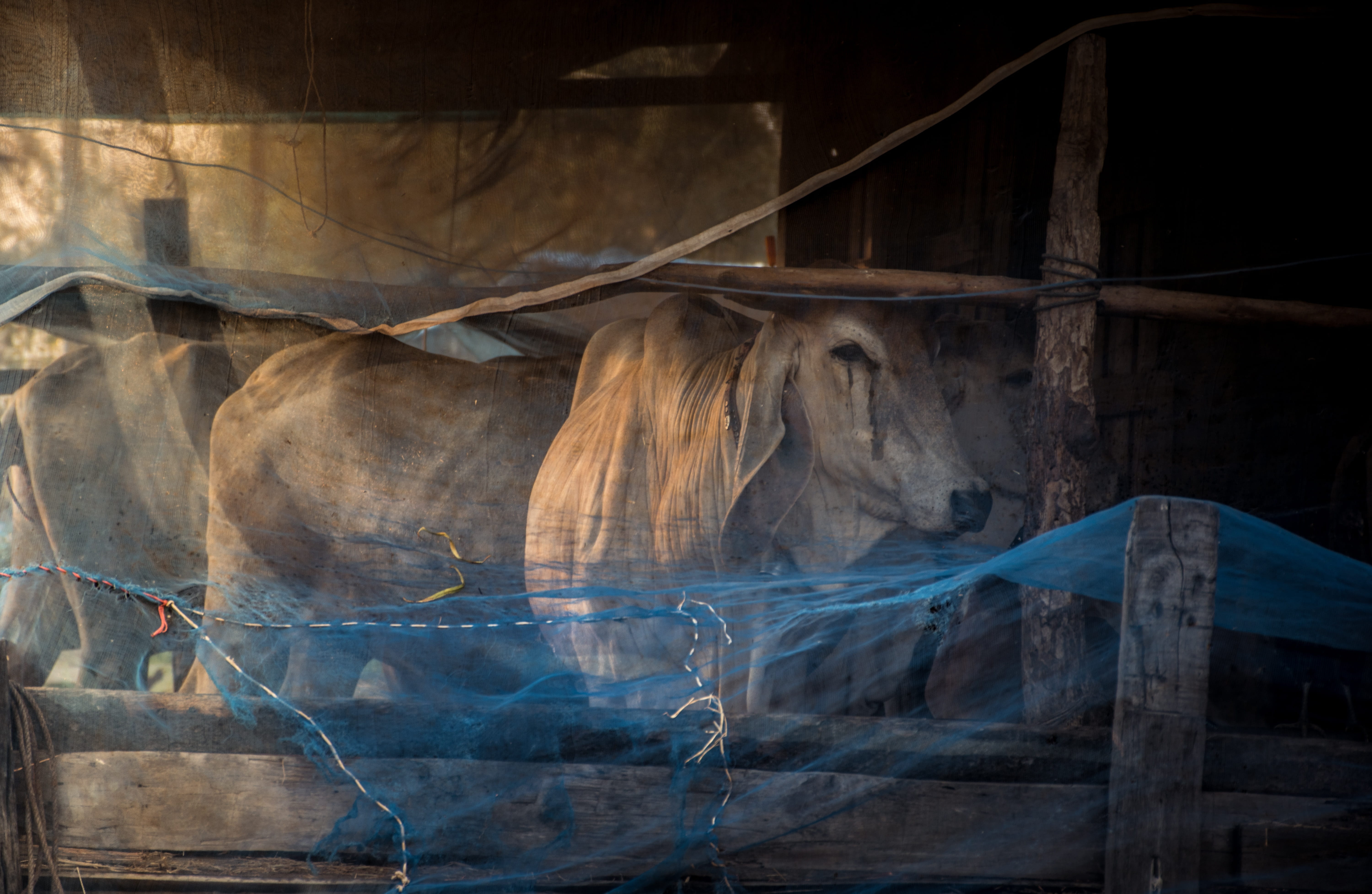 reflection, transparent, close-up, lifestyle, damaged, sunlight, pathetic, asia, in the country, the cow, happiness, wood, icicle, animals, tranquility, HD Wallpaper