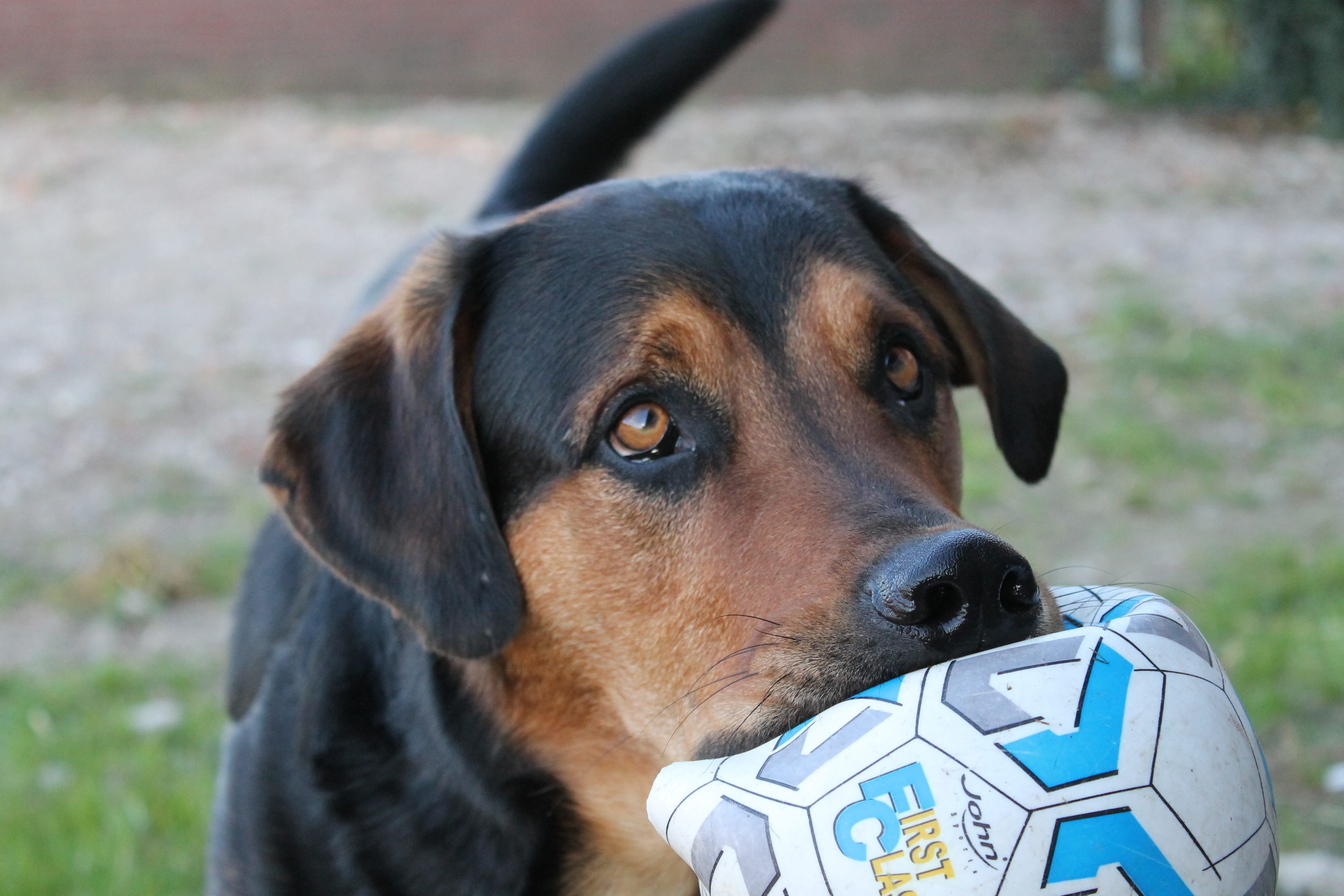 mammal, grass, outdoors, one animal, pets, backyard, modderbloed, domestic animals, throw, day, sport, pillow, soccer field, team sport, people, sports equipment, HD Wallpaper
