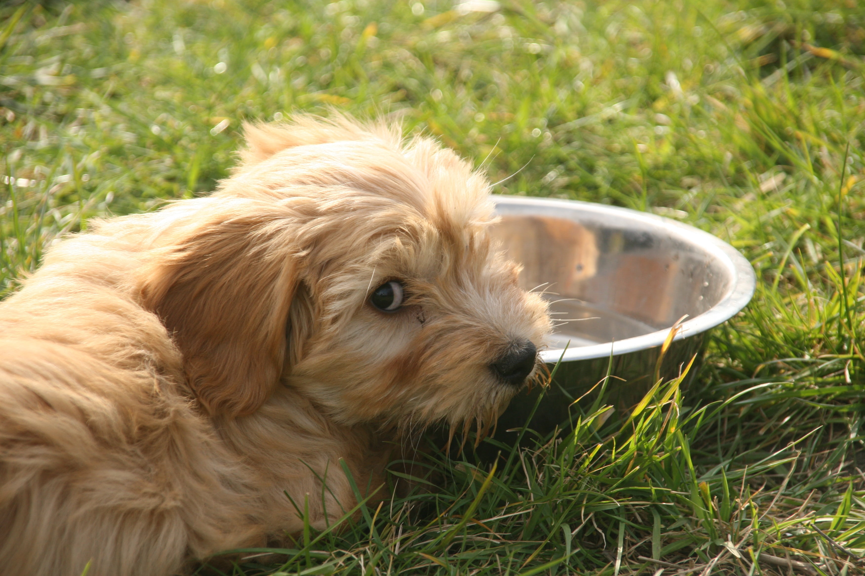 grass, domestic animals, animal themes, day, tibetan, mammal, one animal, no people, young animal, pathetic, coated, puppy, tan, 2K, bowl, sun, domestic, HD Wallpaper