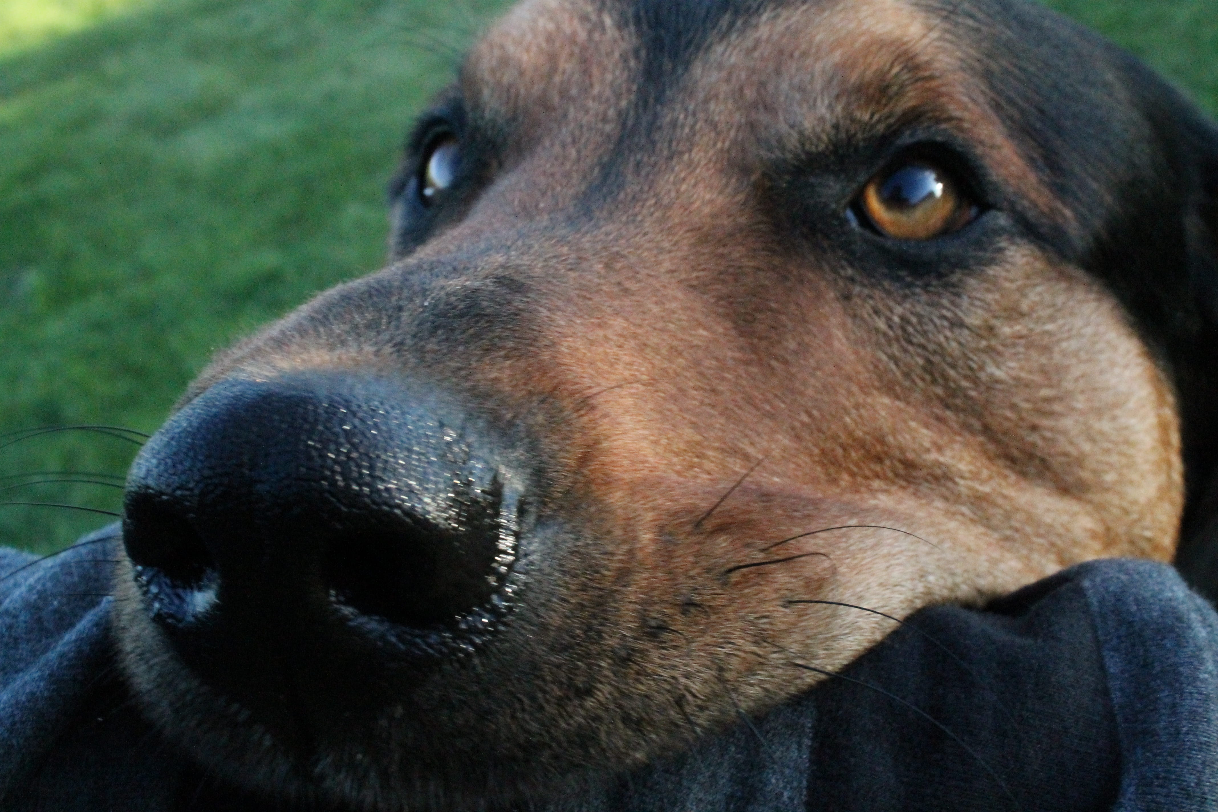 snout, people, looking at camera, canine, looking, portrait, close-up, one animal, pets, dog, animal nose, relaxation, playful, pathetic, focus on foreground, HD Wallpaper