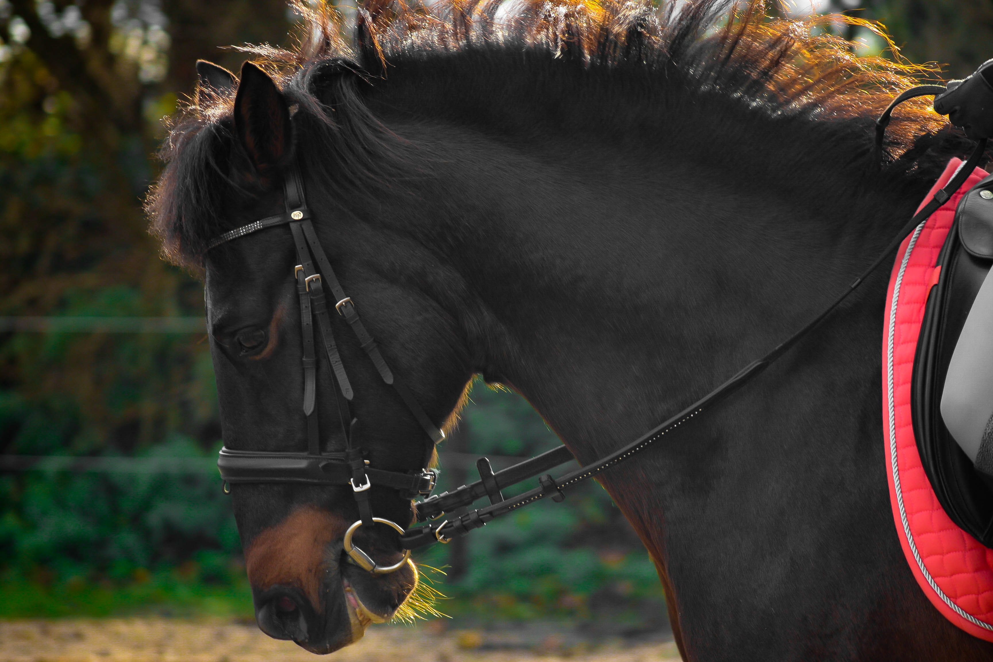 train, close, mammal, close-up, domestic, focus on foreground, animal themes, brown, black Horse, animal, vertebrate, field, day, domestic animals, ride, HD Wallpaper