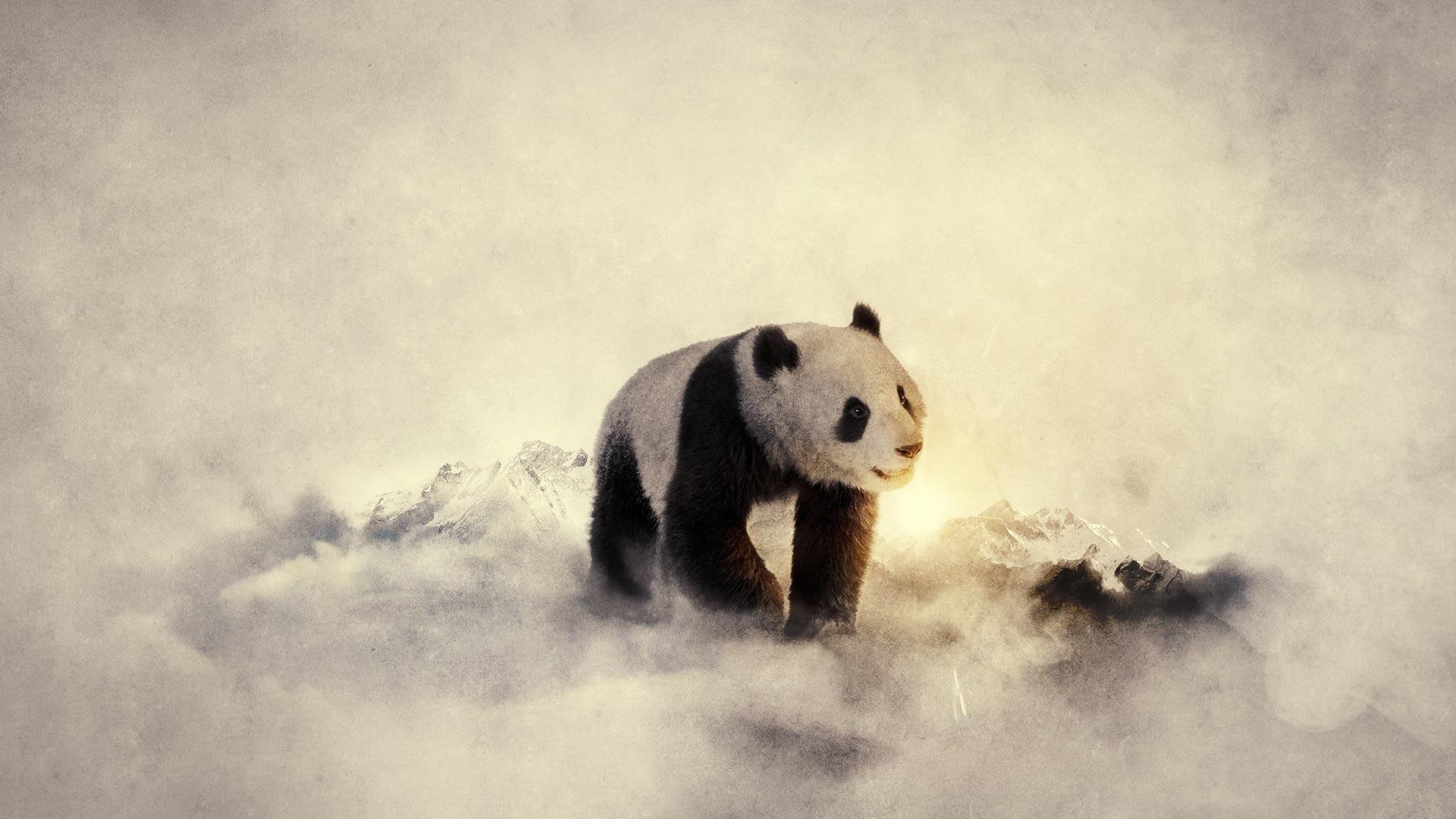 animal, 1080P, china, bear, pa, animals, cute, panda, HD Wallpaper