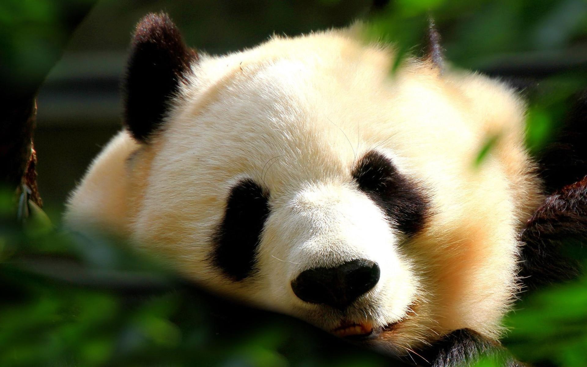 animal, bear, soft, 1080P, pa, black, animals, panda, face, photography, white, cute, HD Wallpaper