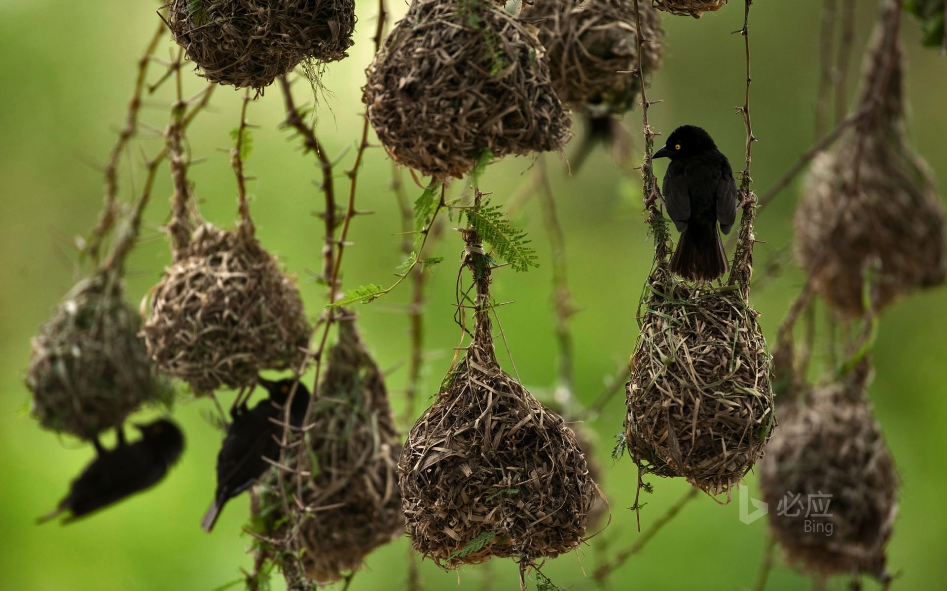 hanging, dry, close-up, beauty in nature, no people, wilted plant, tranquility, tree, birds, food and drink, uganda, focus on foreground, pa, outdoors, HD Wallpaper