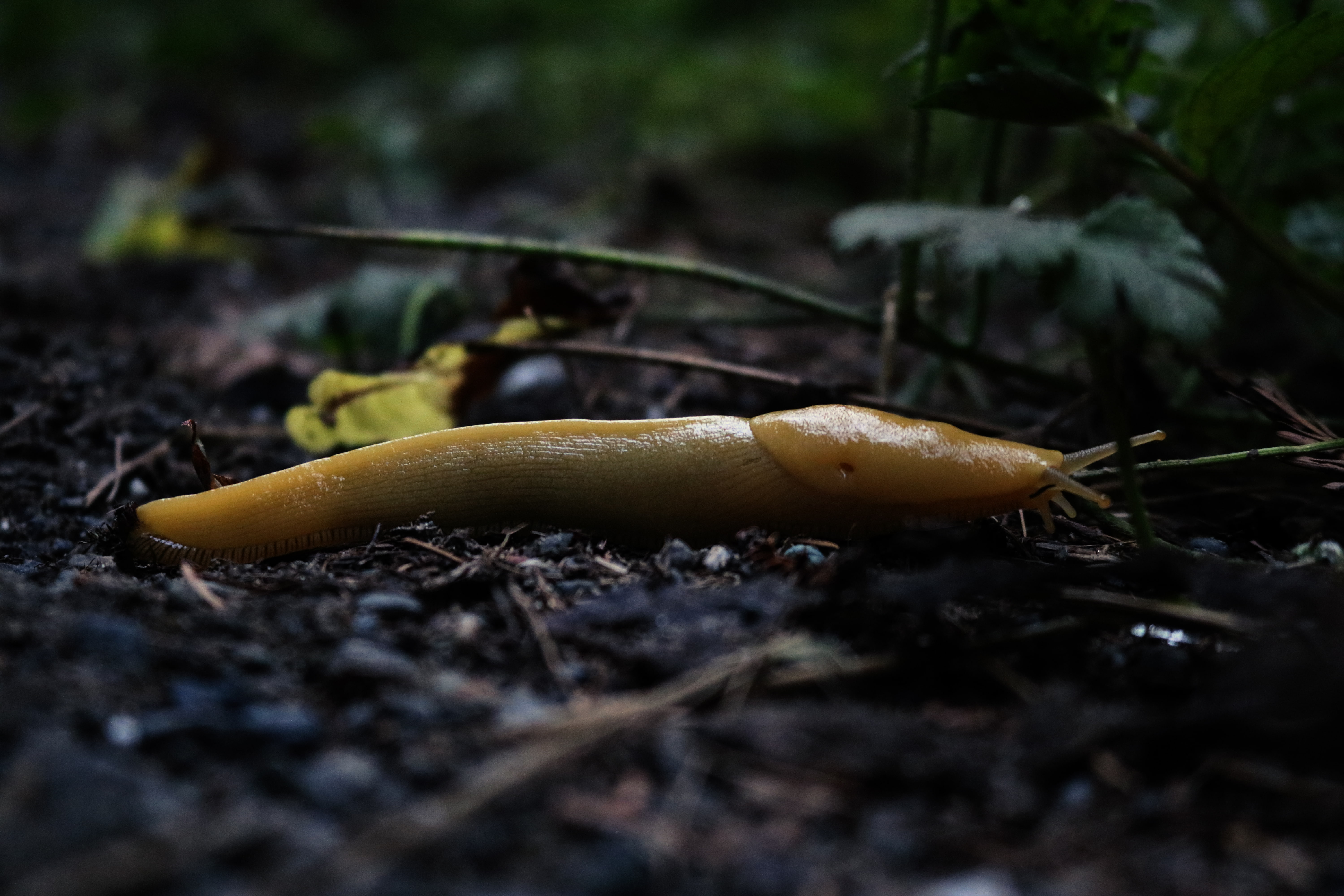 gastropod, animal themes, plant, close-up, animal body part, selective focus, yellow, growth, invertebrate, one animal, animal wildlife, land, no people, HD Wallpaper