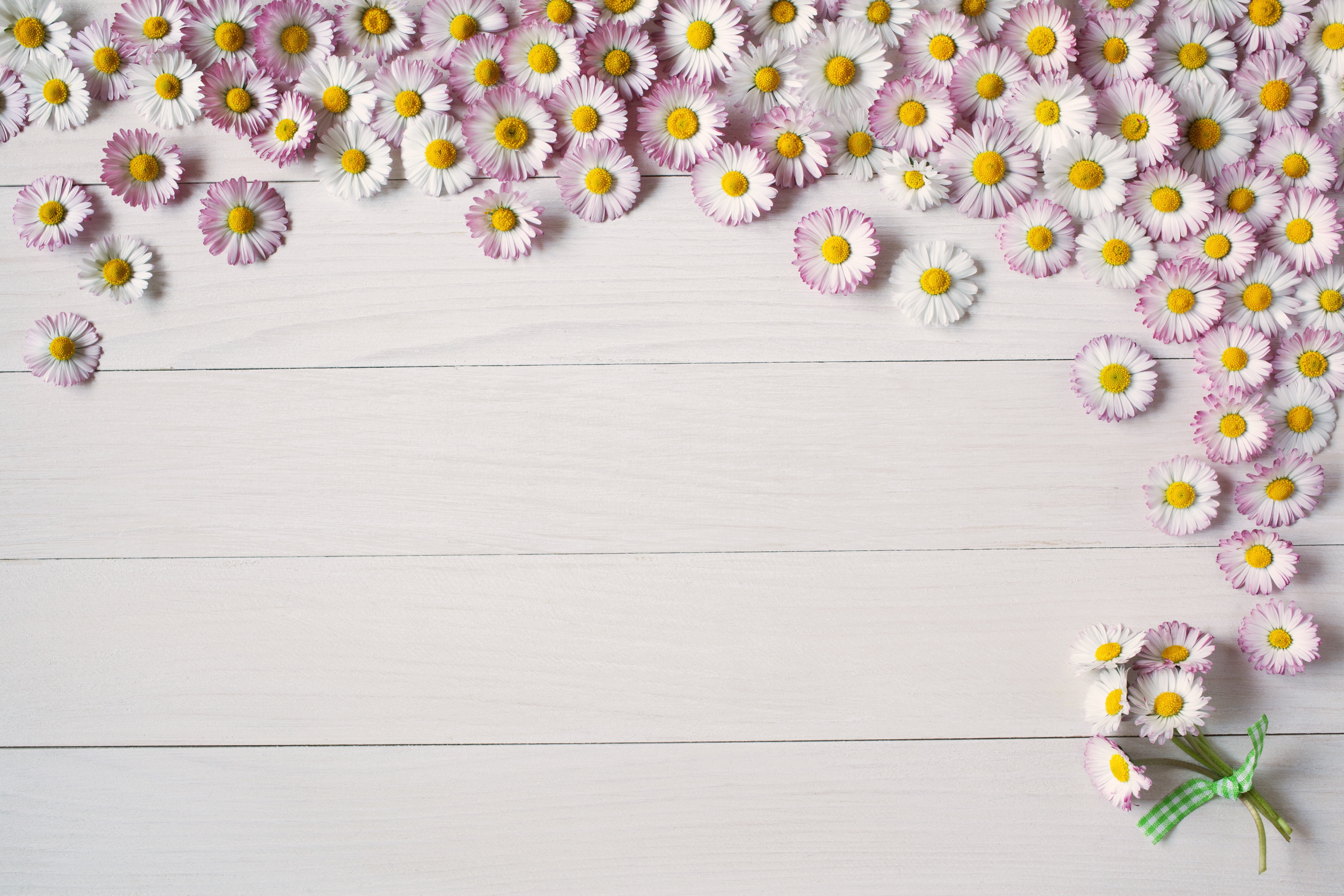 Board, Daisy, pink, background, flower, 5K, summer, HD Wallpaper