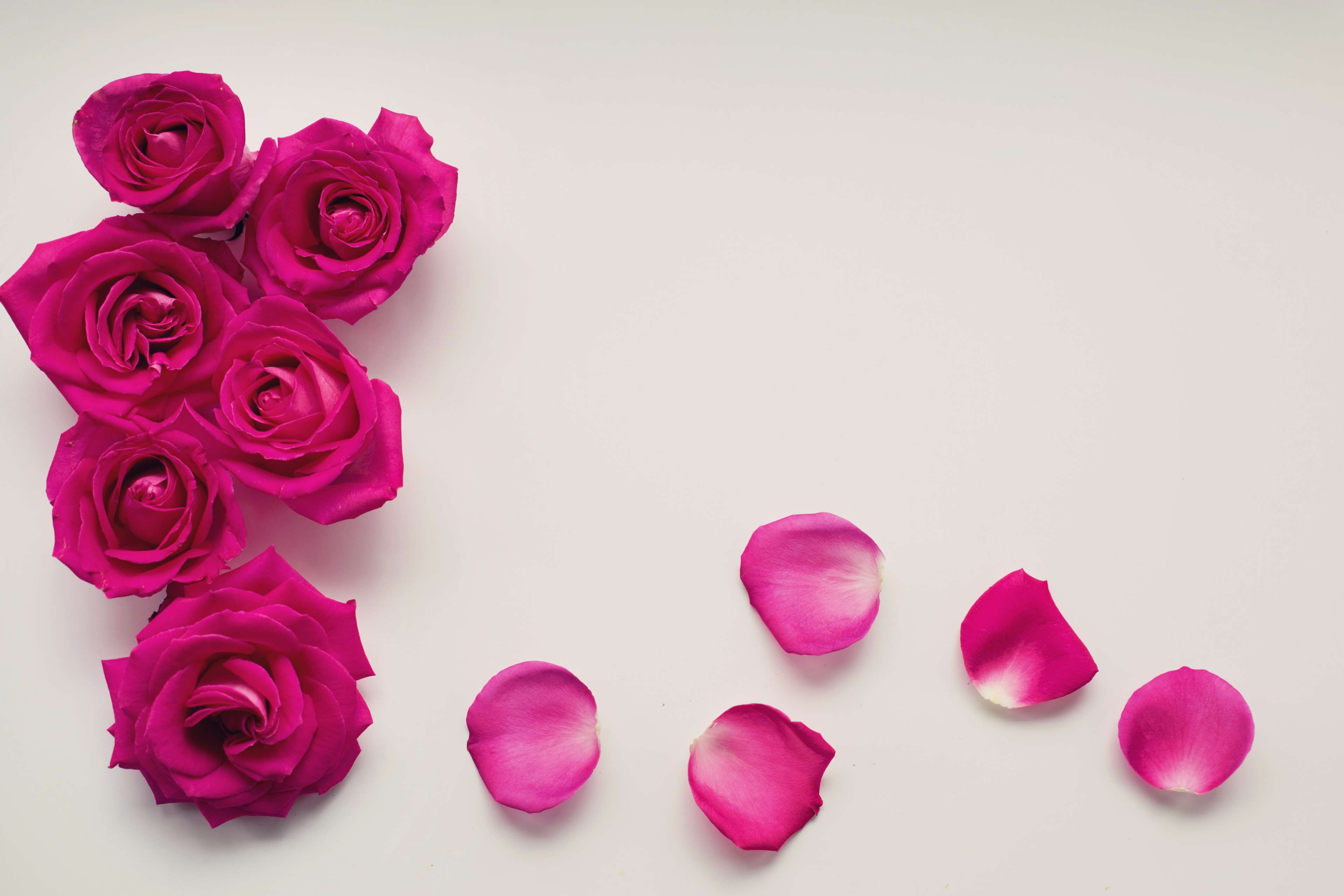 frame, bouquet, inflorescence, studio shot, background, valentines day - holiday, anniversary, border, high angle view, indoors, petals, flower, rose - flower, HD Wallpaper