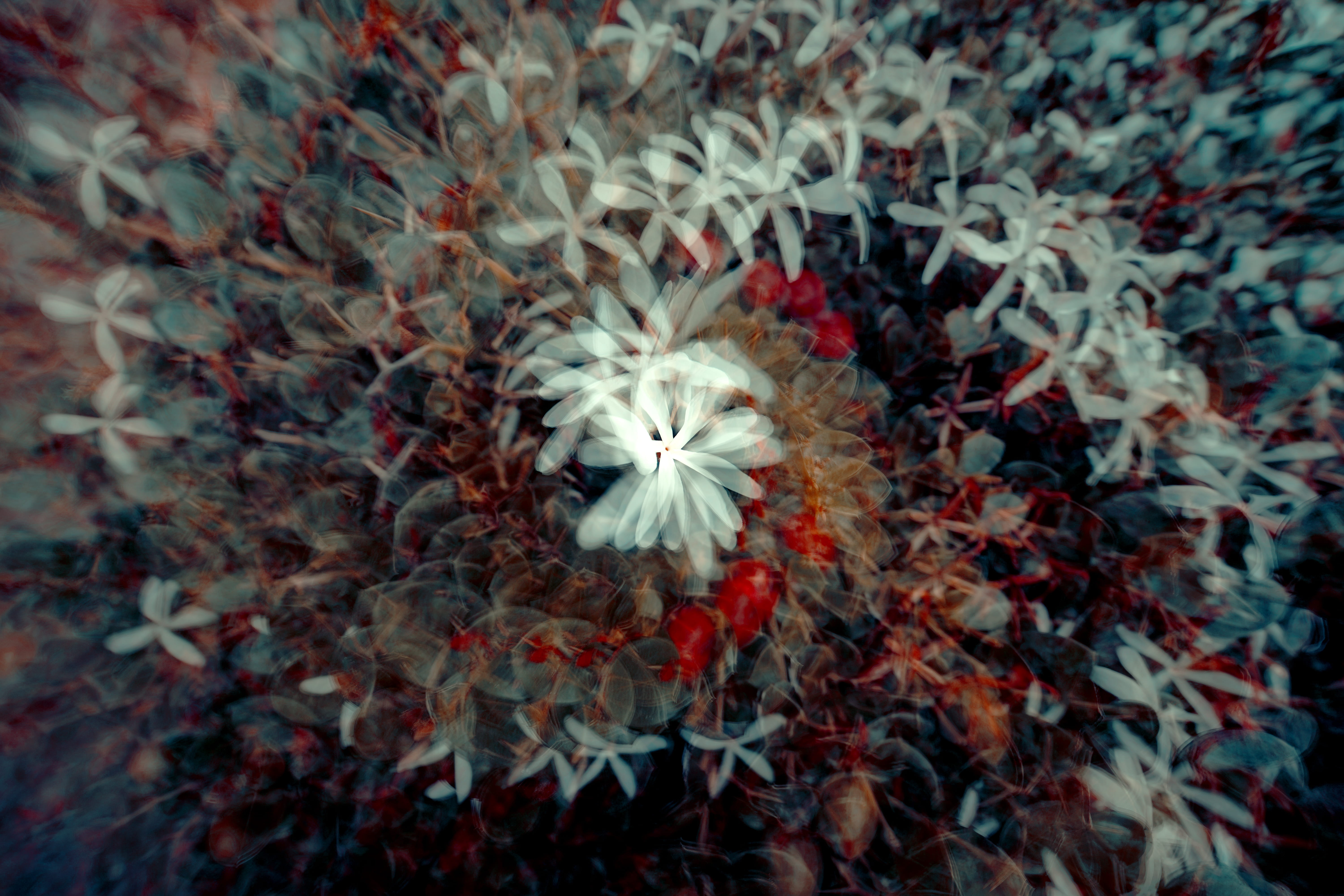 effort, flower, petaled, hipnotic, backgrounds, color, multilayer, single Flower, spiral, underwater, blur, layer, 5K, garden, flora, magician, flower Head, HD Wallpaper