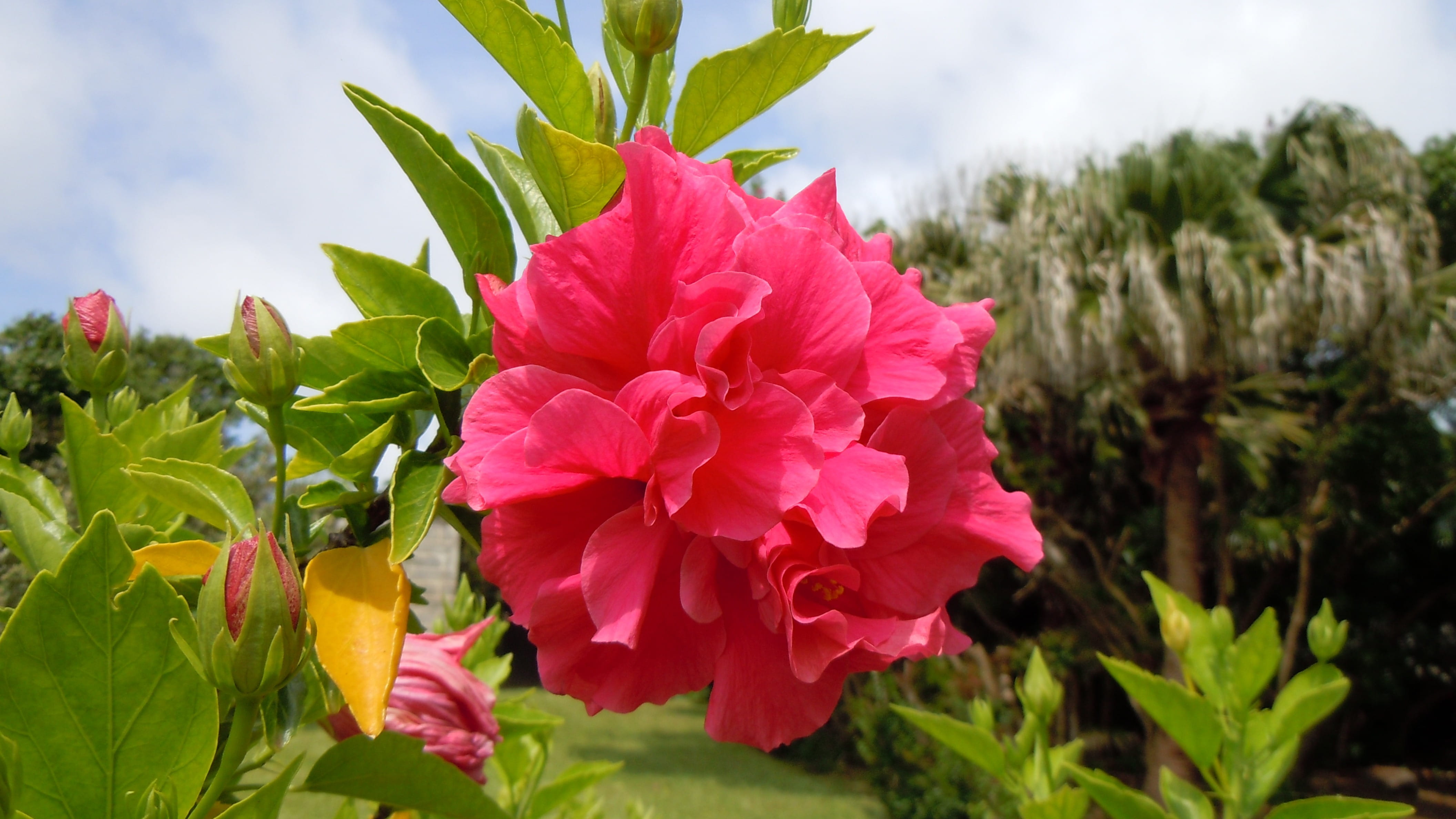 branches, gardening, blossoms, freshness, shrubs, multilayered, Pink, focus on foreground, beauty in nature, plants, flower, decorative, blooms, springtime, HD Wallpaper