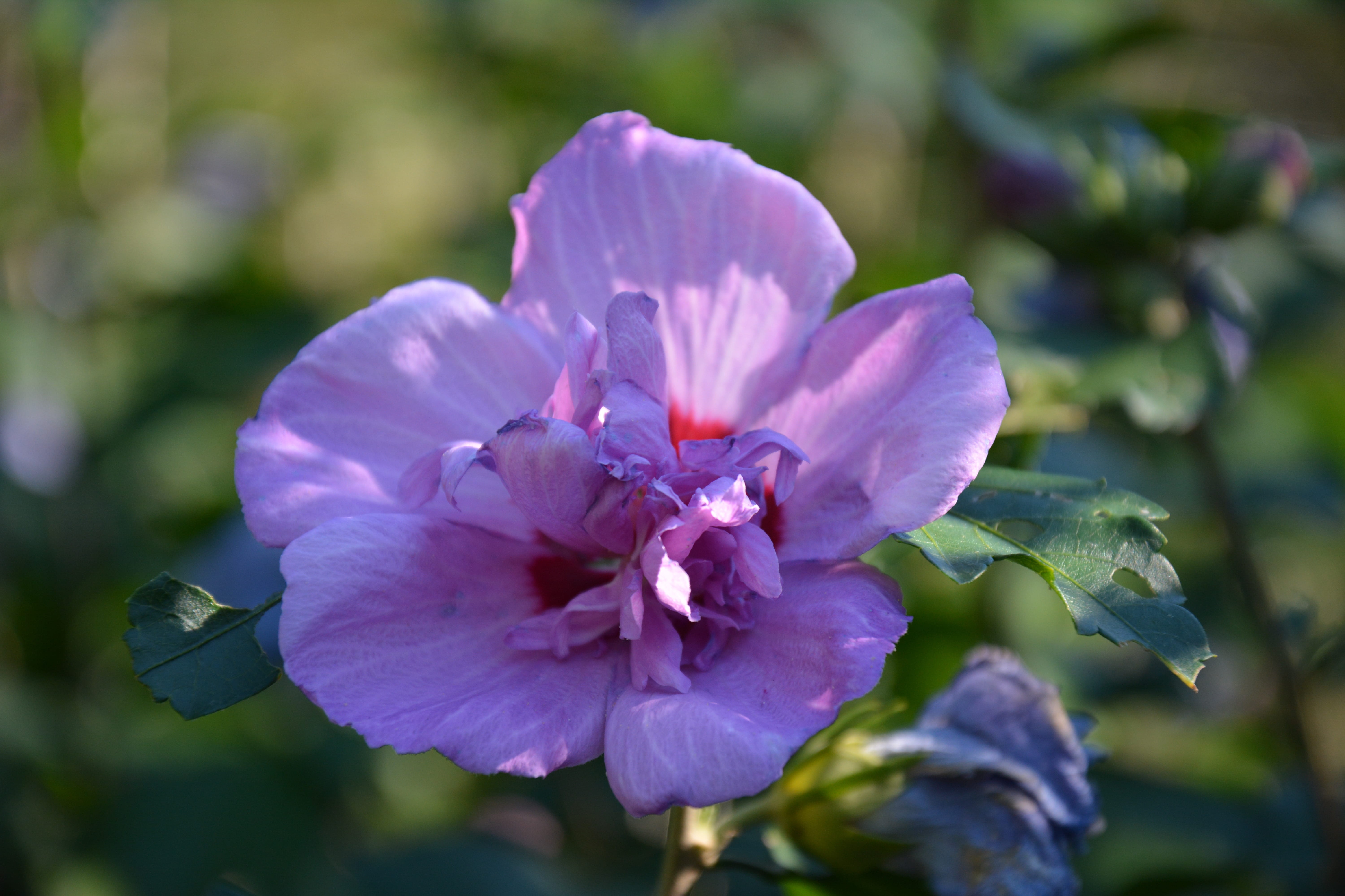 focus on foreground, outdoors, blooms, petal, 5K, pink color, flower, floral, bright, day, vulnerability, violet, flower head, flowering plant, pollen, HD Wallpaper